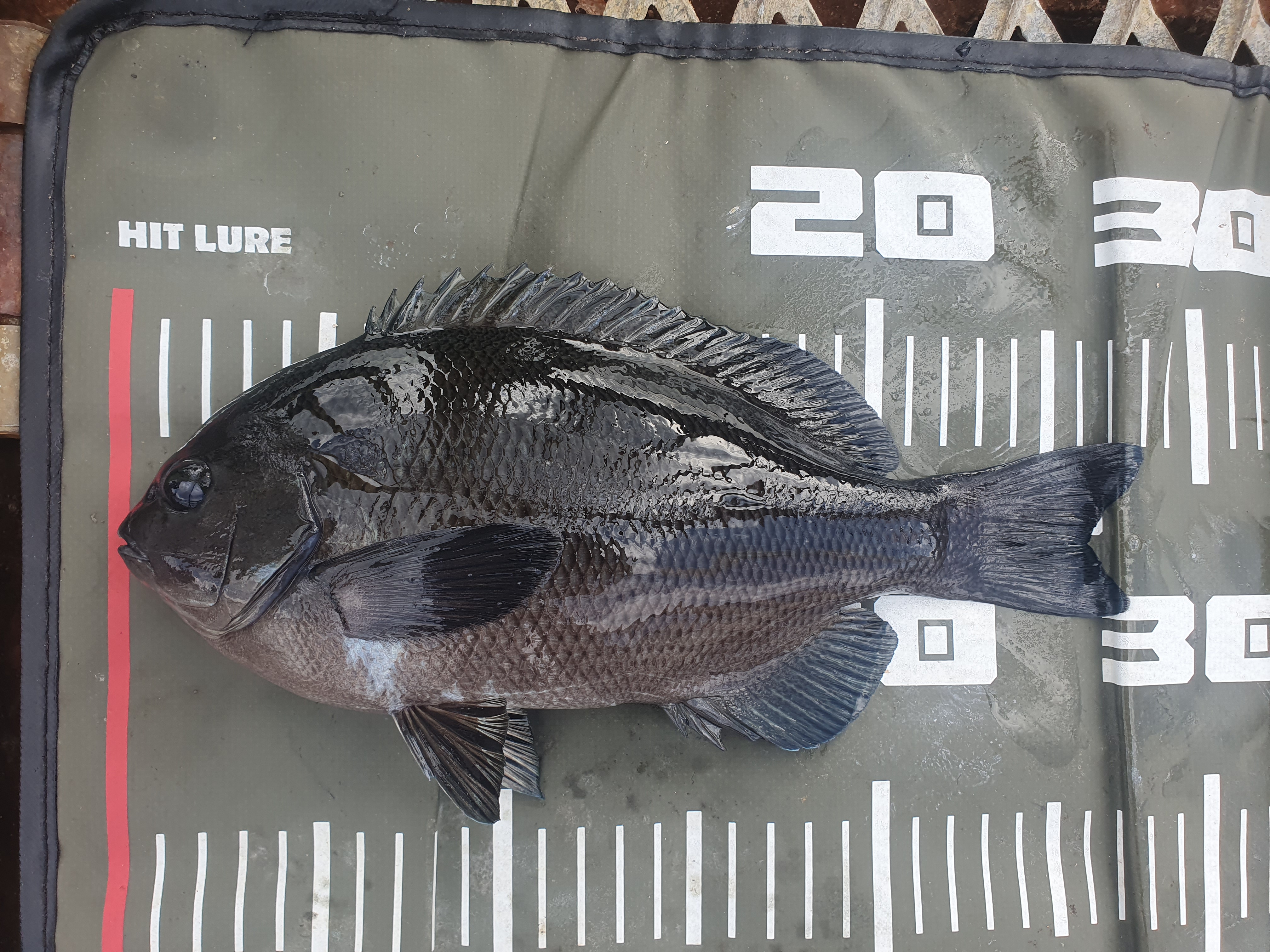 メジナ 磯子 ウキフカセ釣り