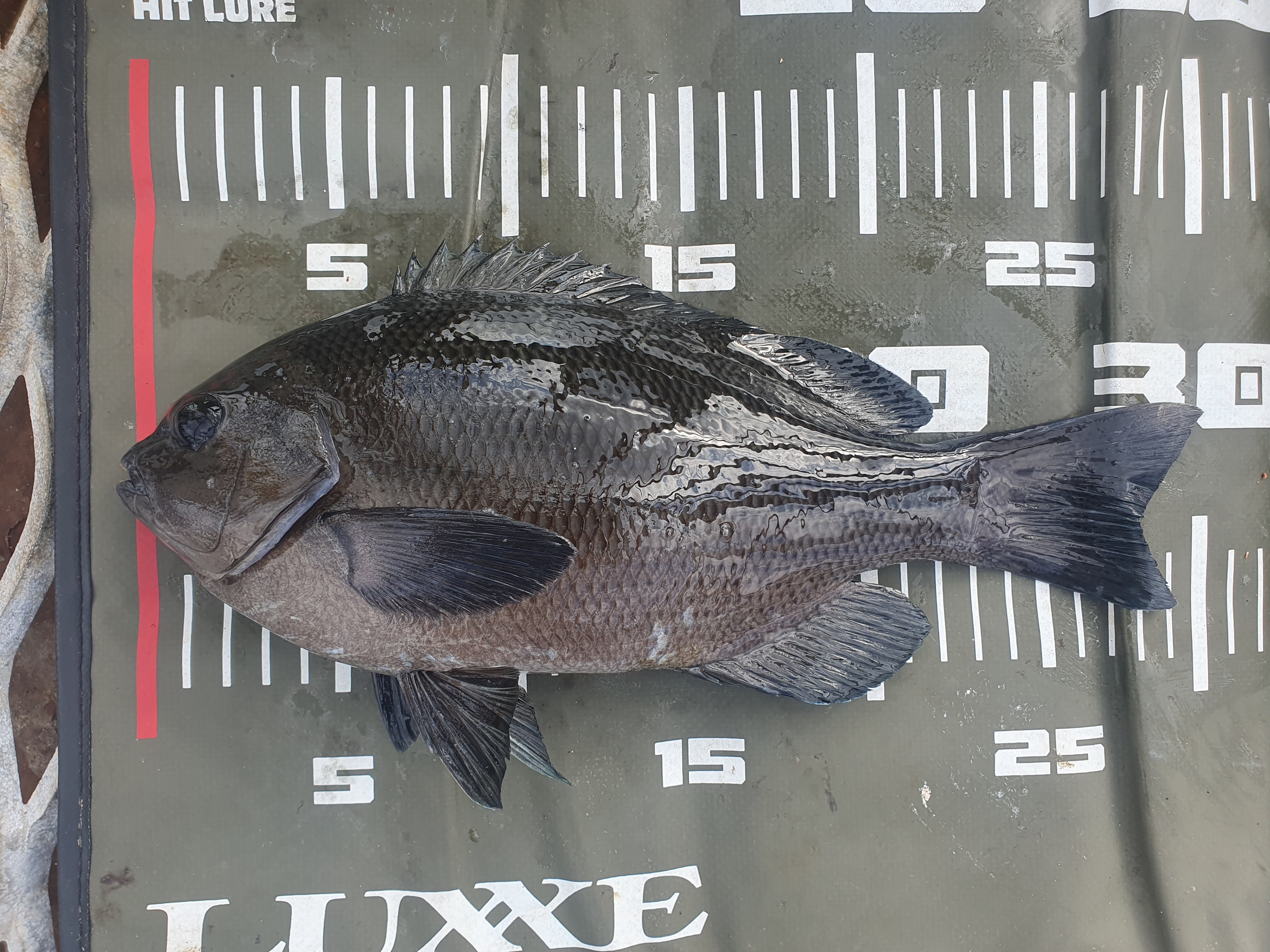 メジナ 磯子 ウキフカセ釣り