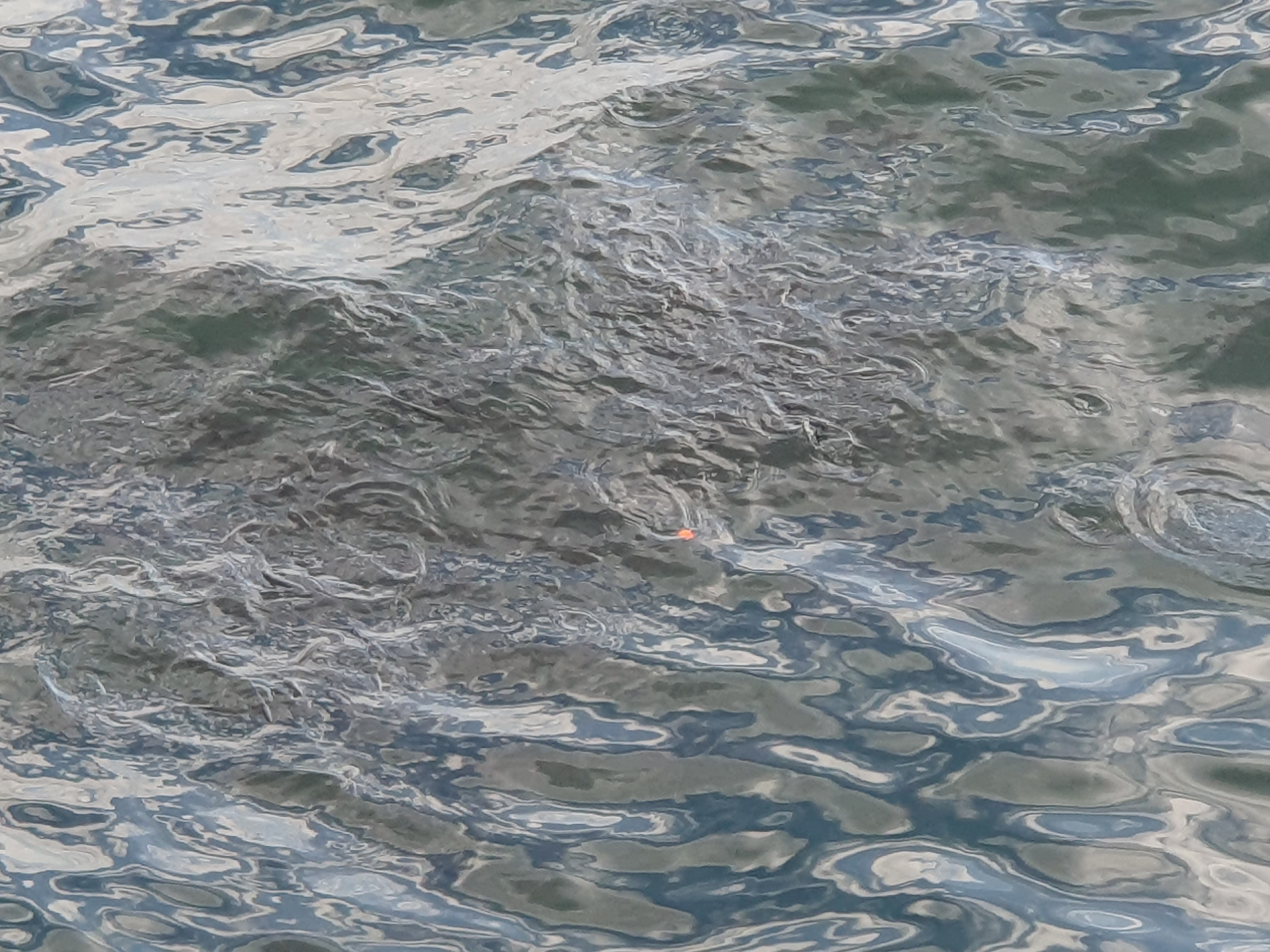 メジナ 磯子 ウキフカセ釣り