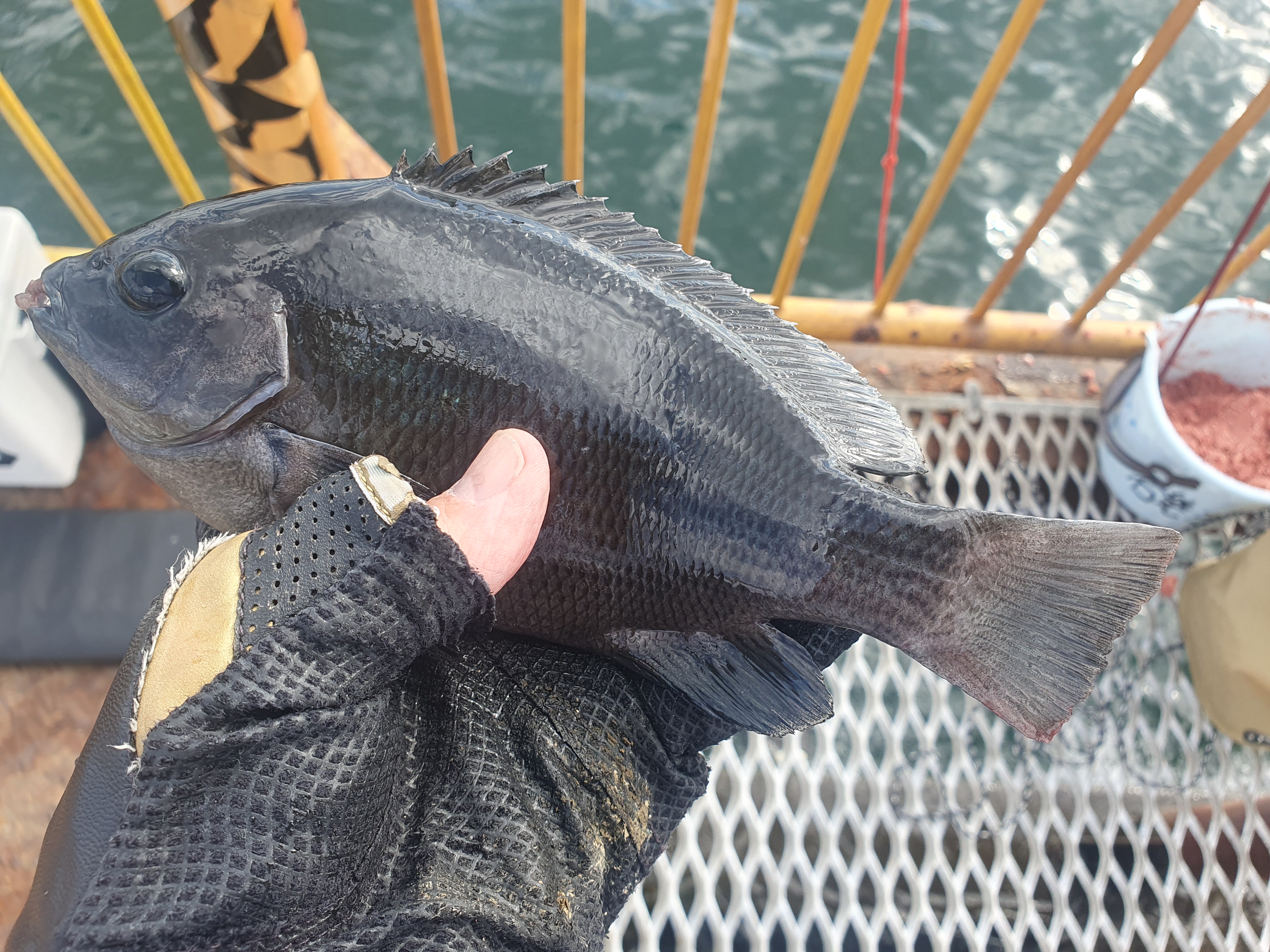 メジナ 磯子 ウキフカセ釣り