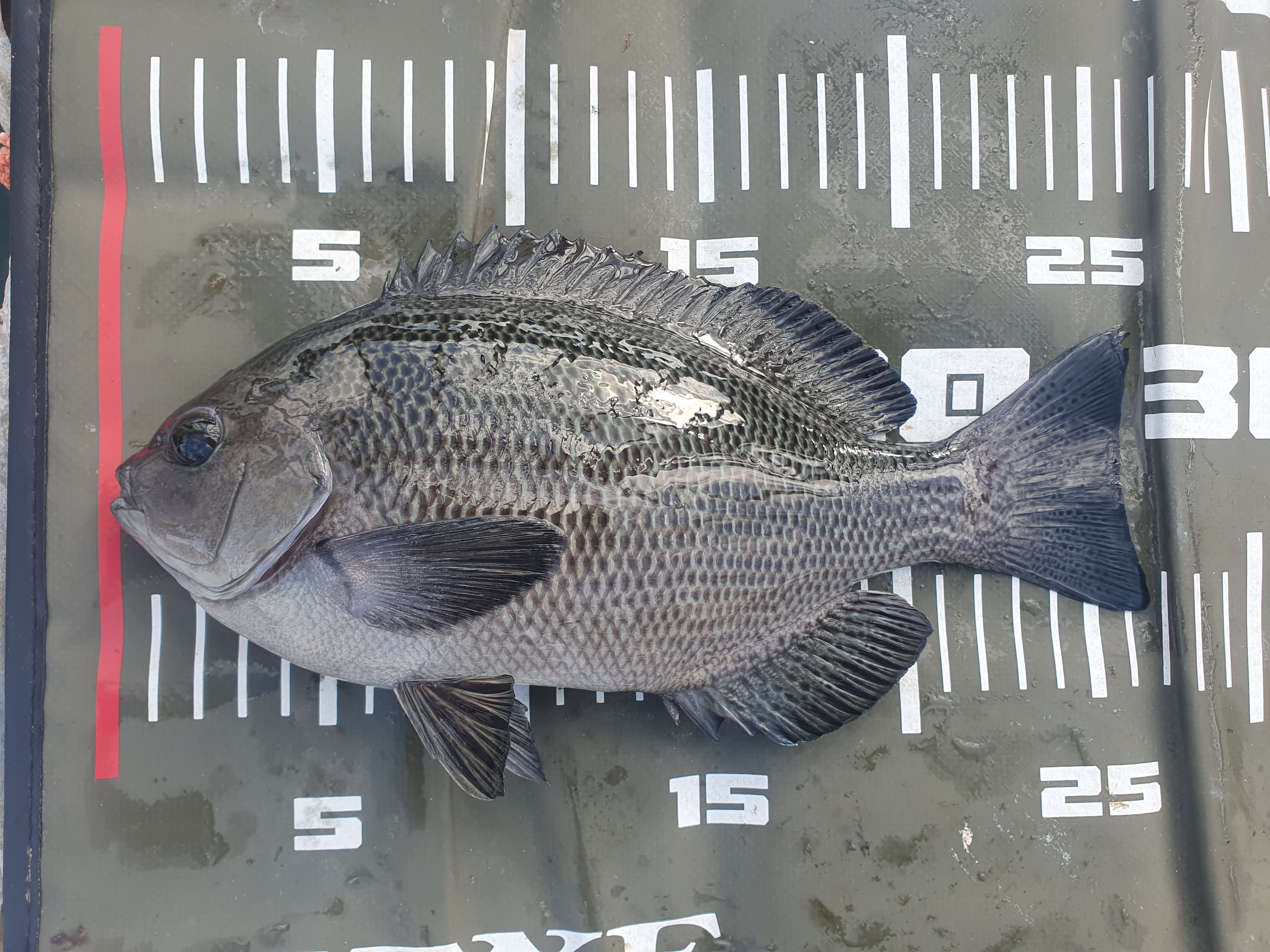 メジナ 磯子 ウキフカセ釣り