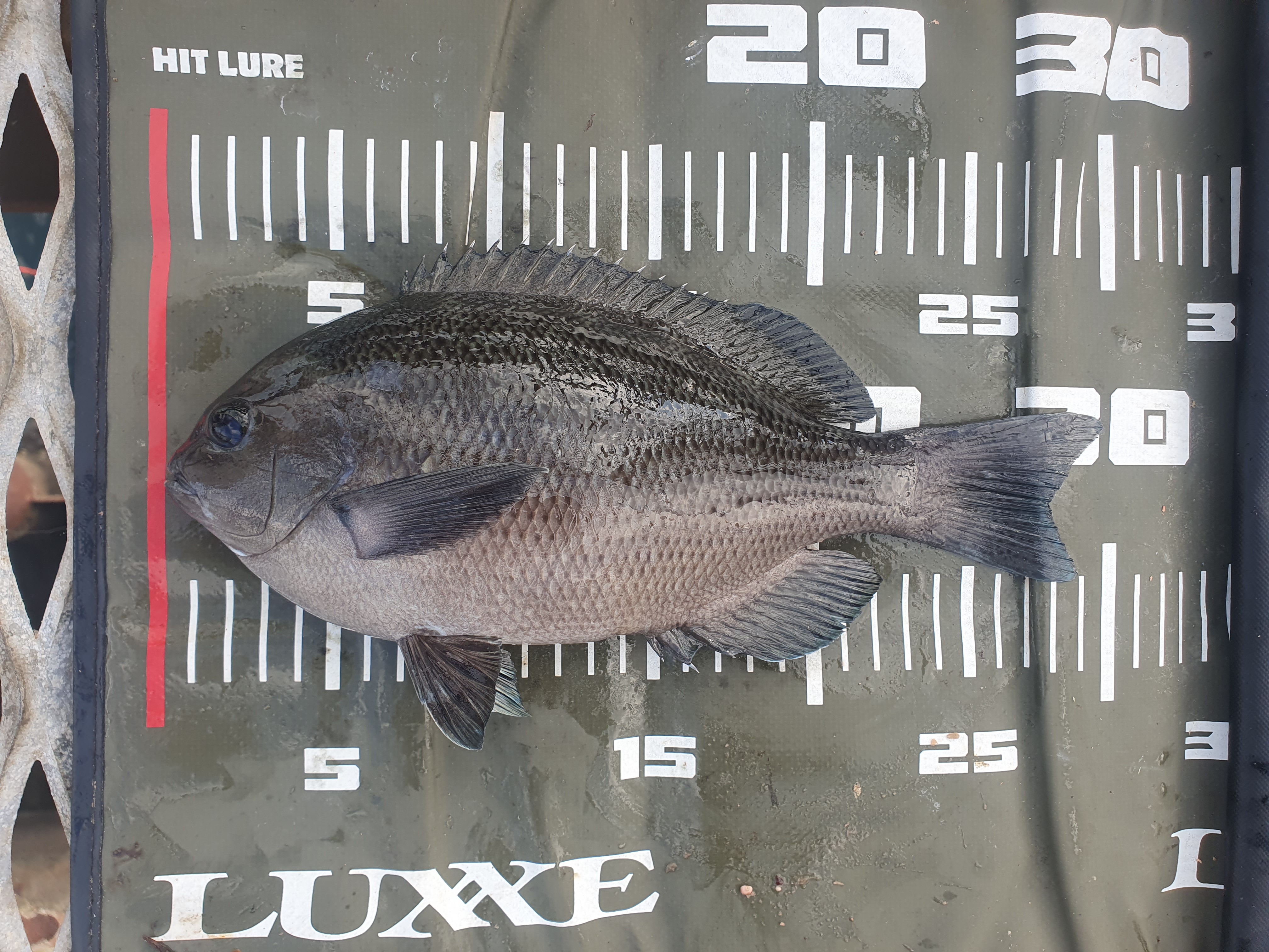 メジナ 磯子 ウキフカセ釣り