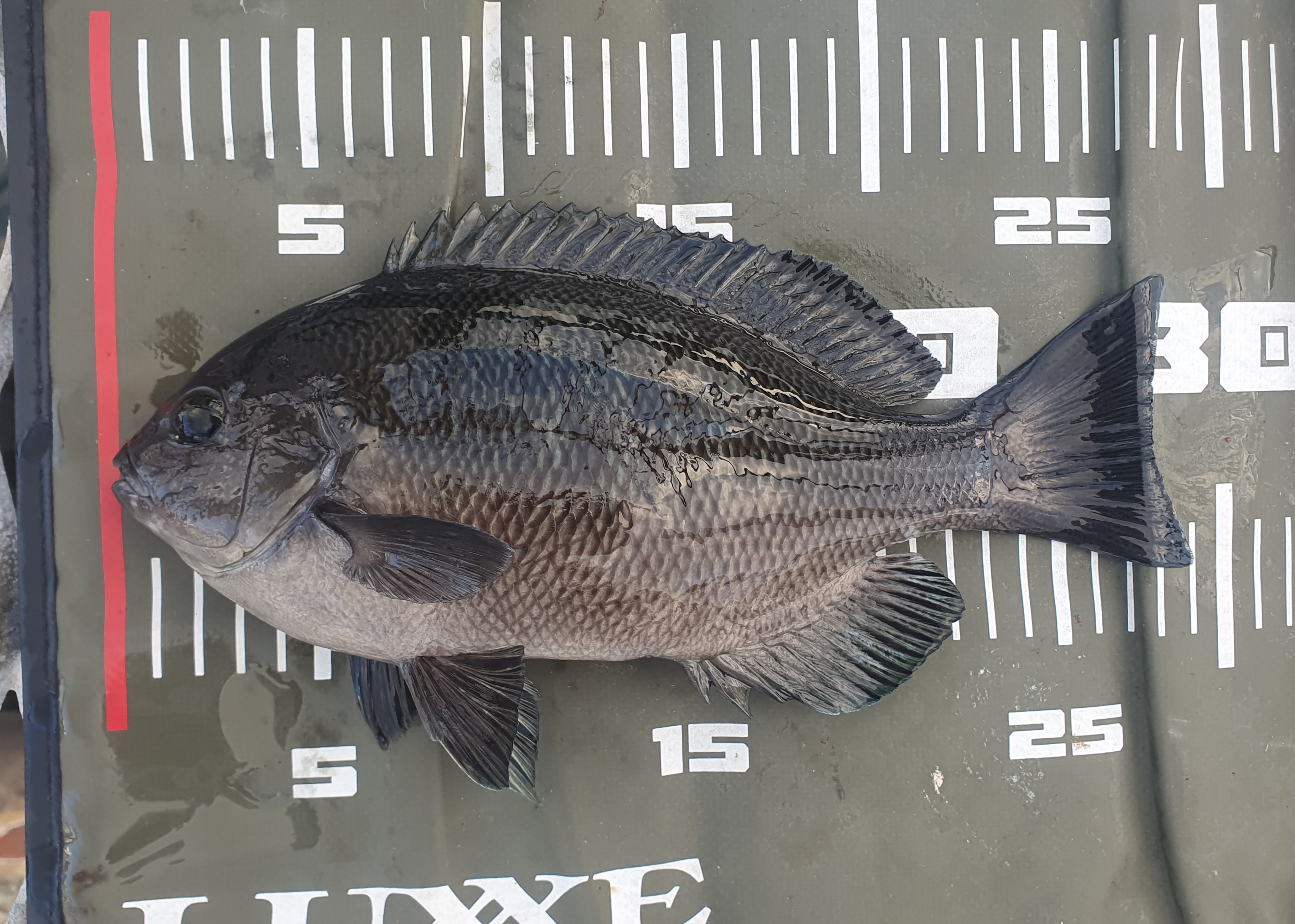 メジナ 磯子 ウキフカセ釣り