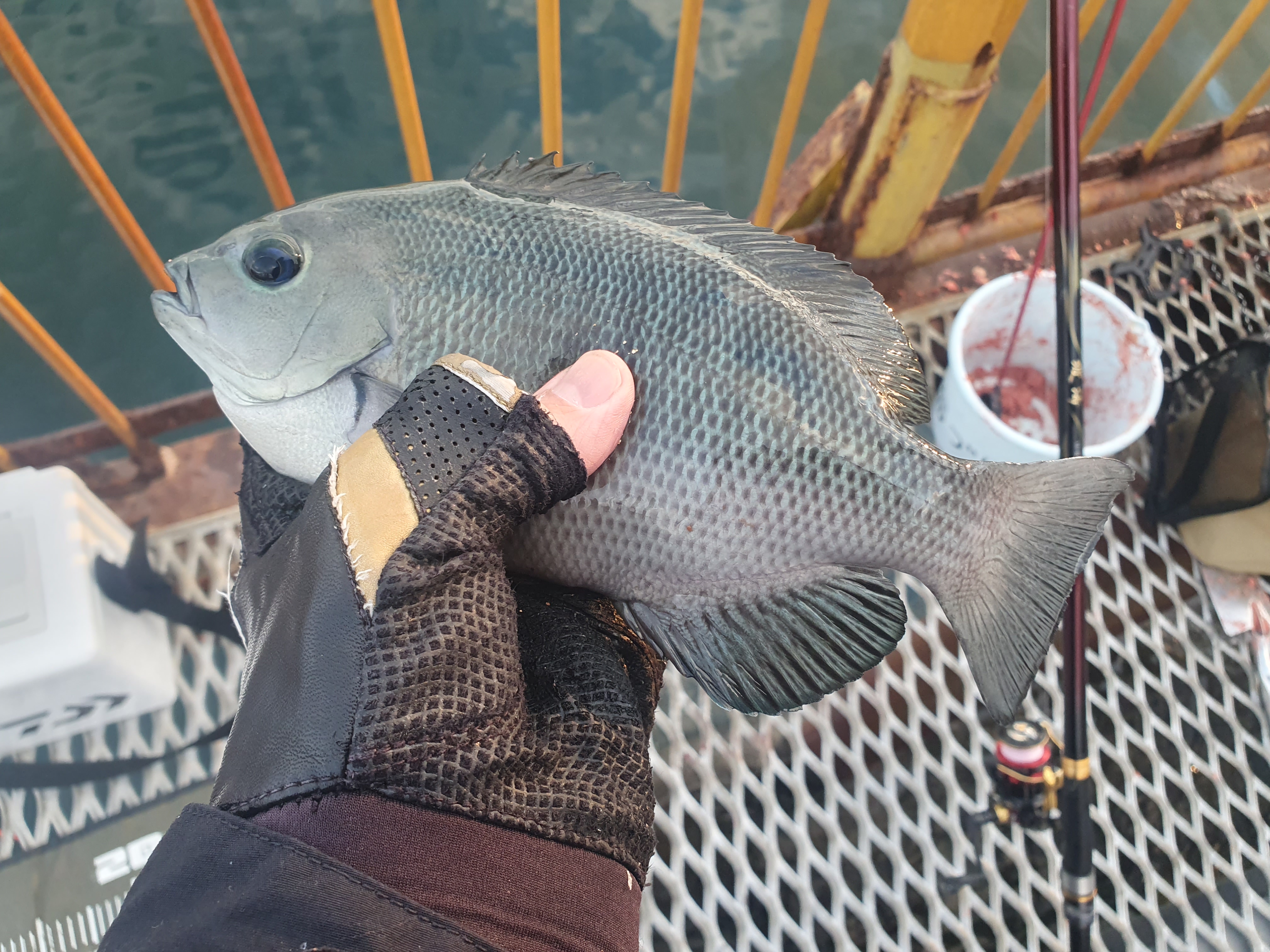 メジナ 磯子 ウキフカセ釣り