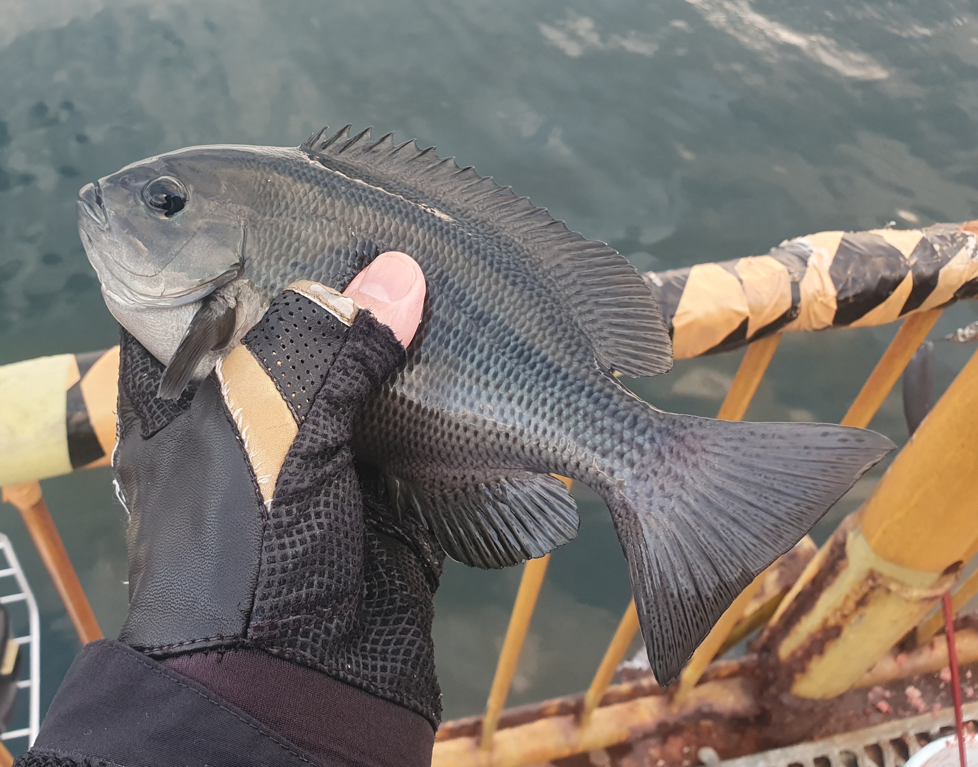 メジナ 磯子 ウキフカセ釣り