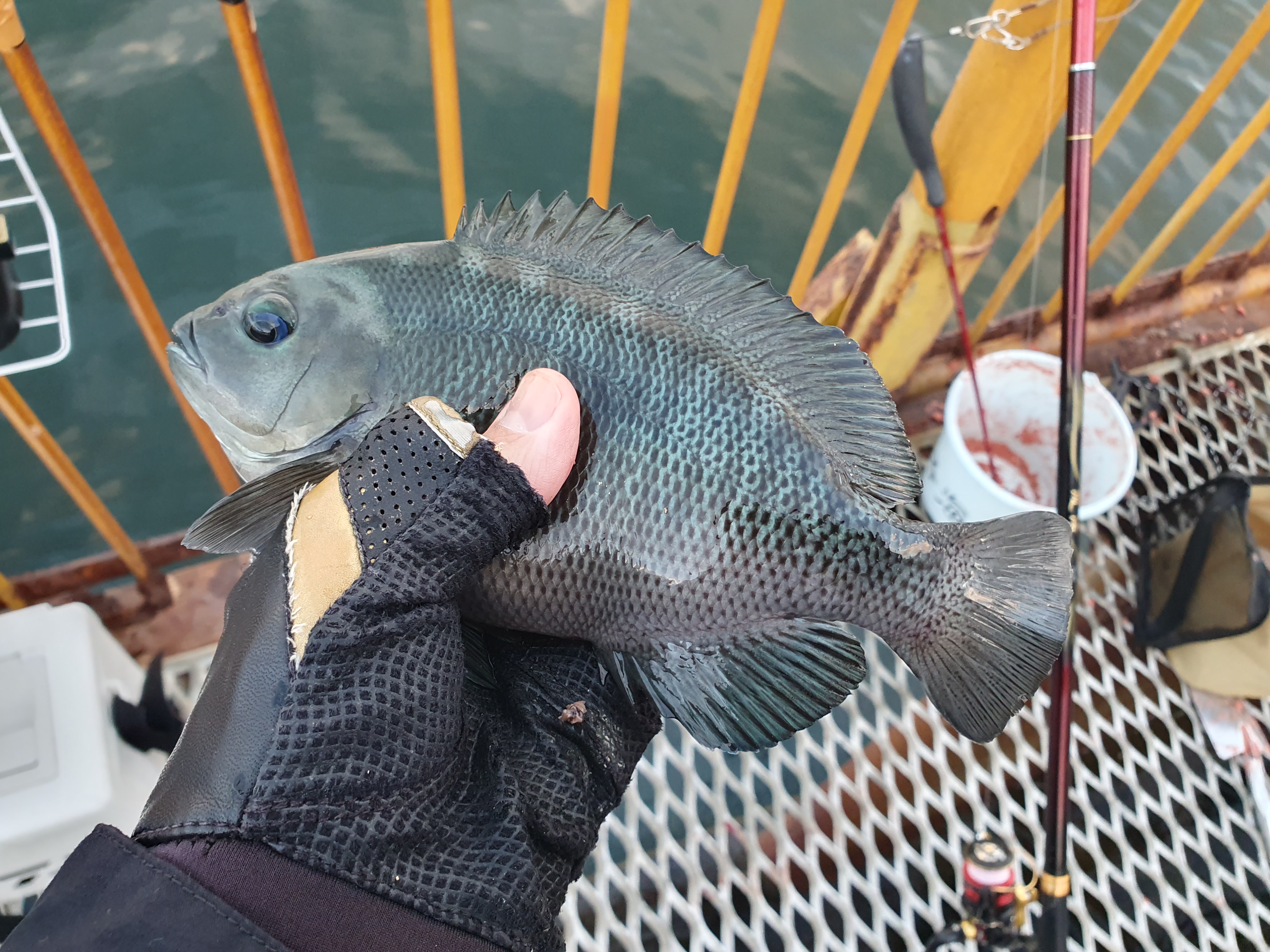 メジナ 磯子 ウキフカセ釣り