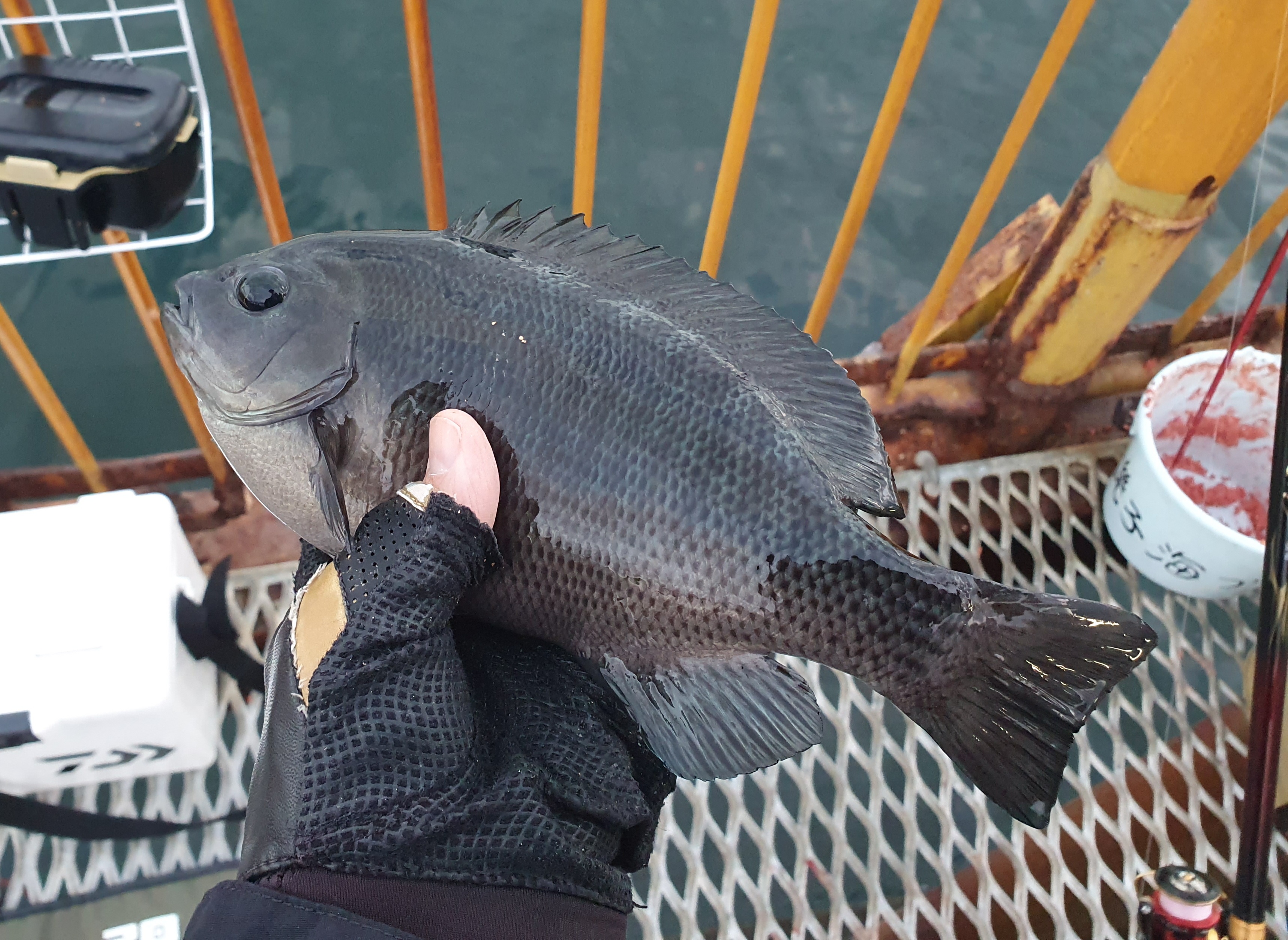 メジナ 磯子 ウキフカセ釣り
