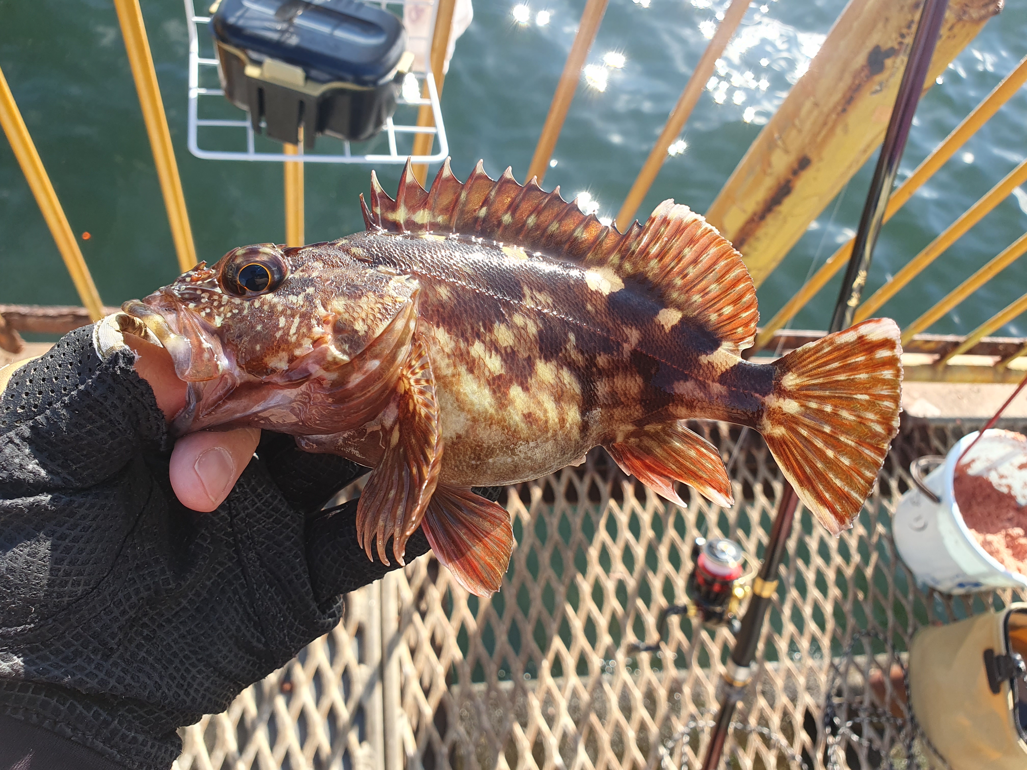 磯子海づり施設 釣り 横浜