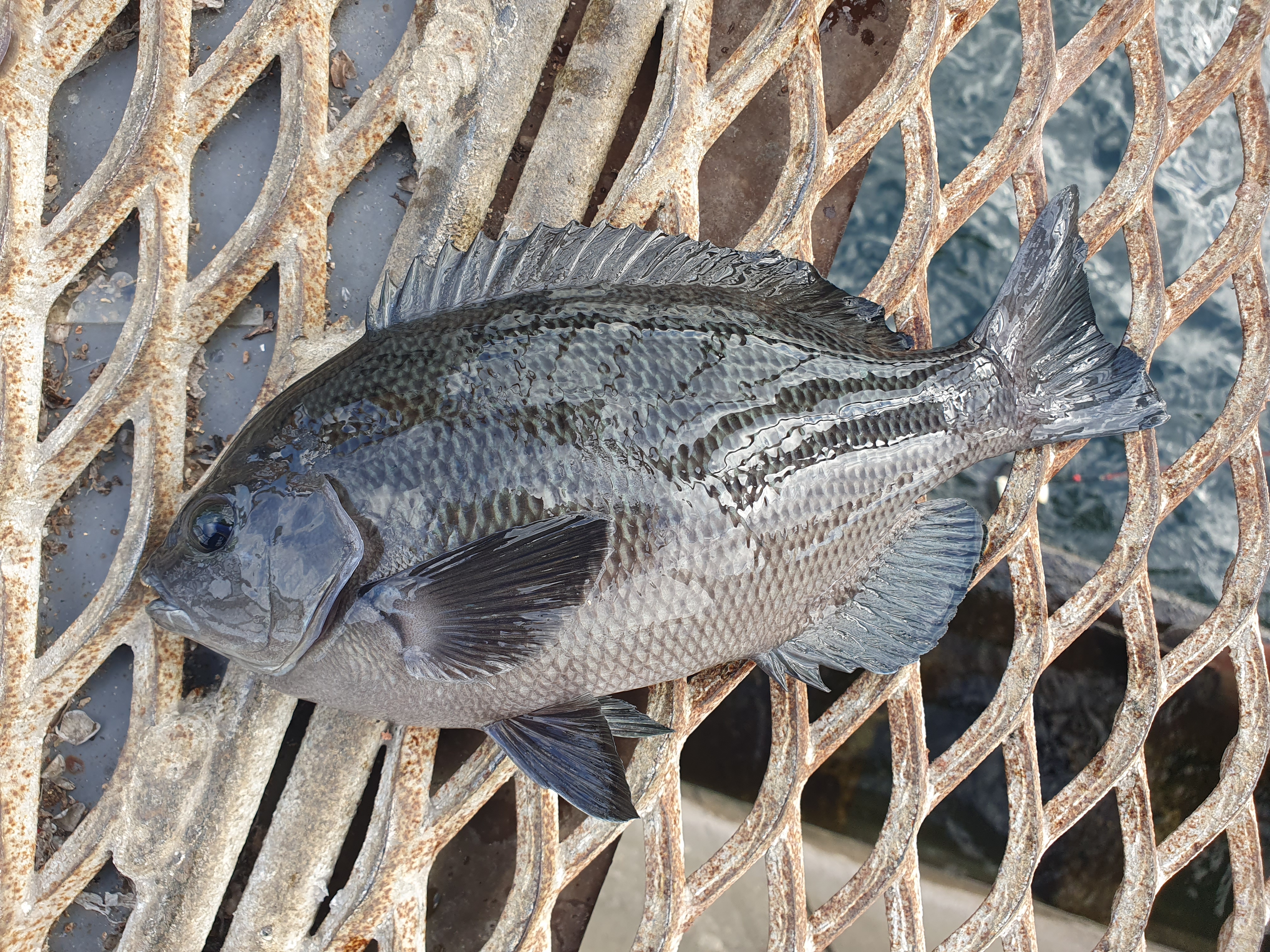 磯子海づり施設 釣り 横浜