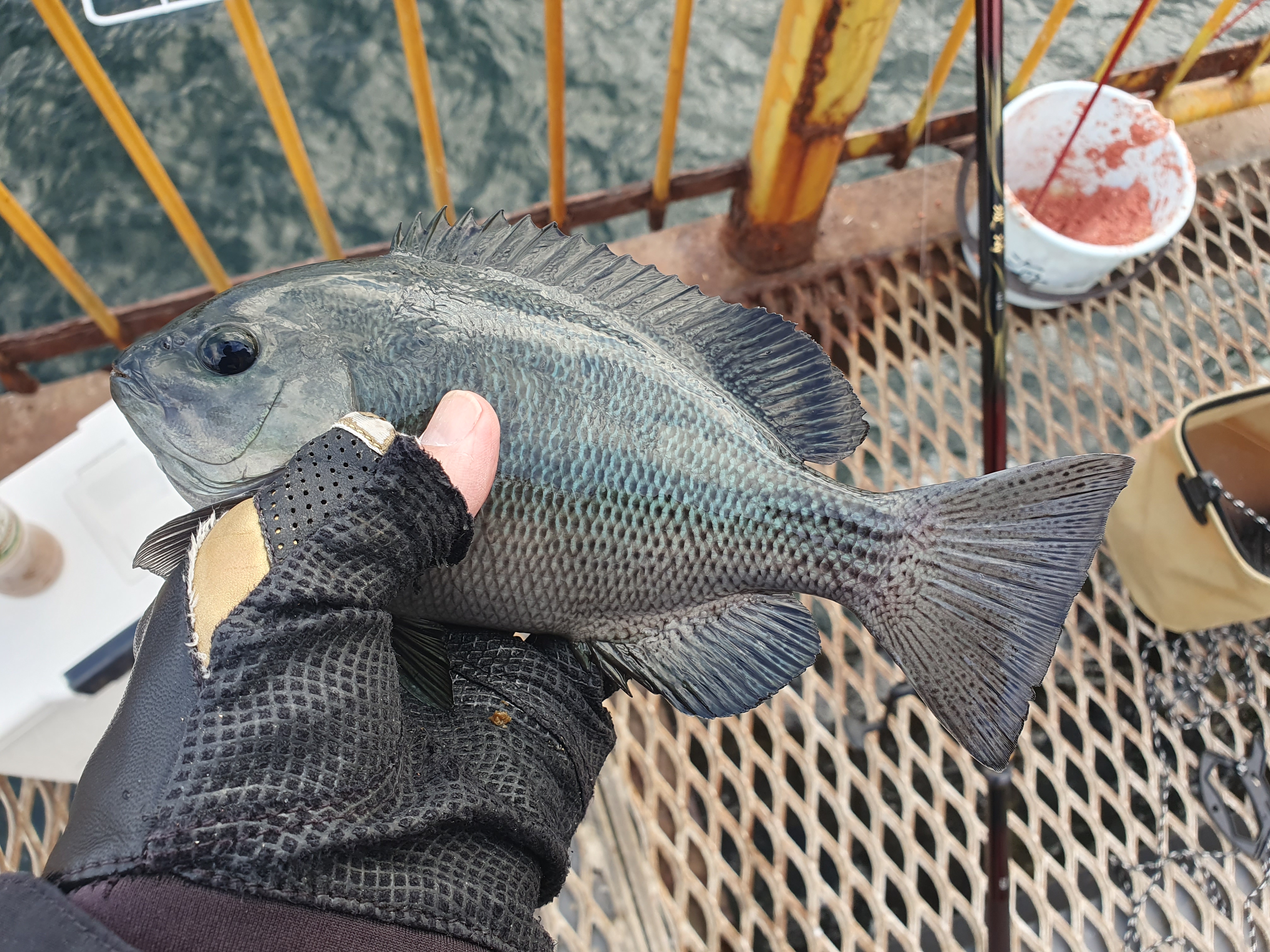 磯子海づり施設 釣り 横浜