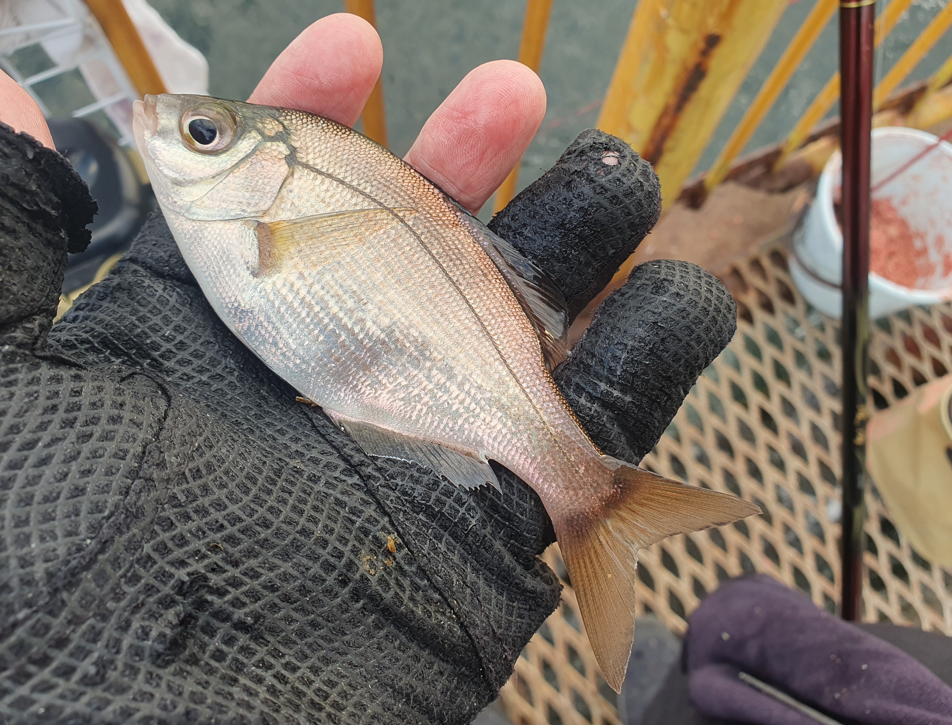 磯子海づり施設 釣り 横浜