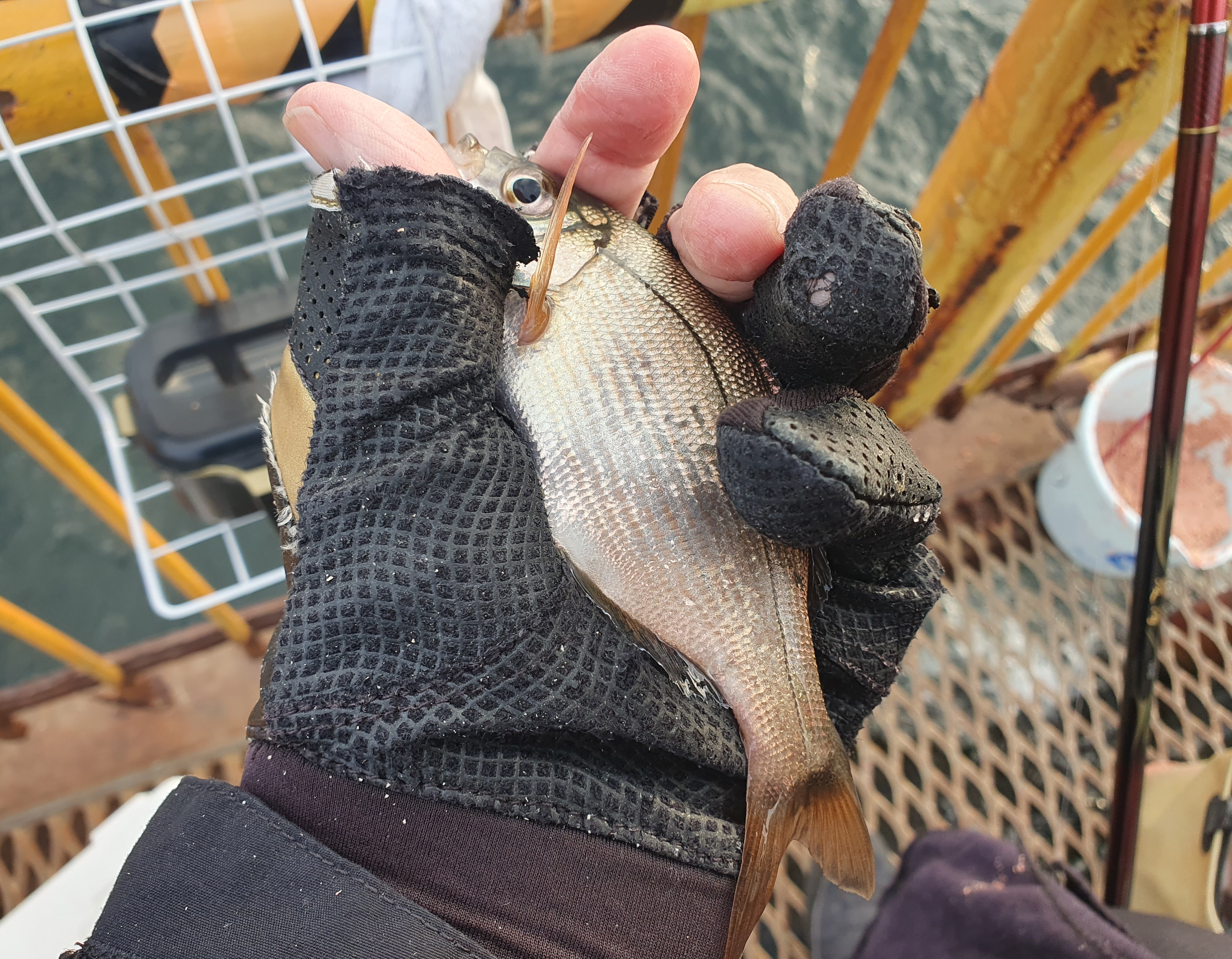磯子海づり施設 釣り 横浜