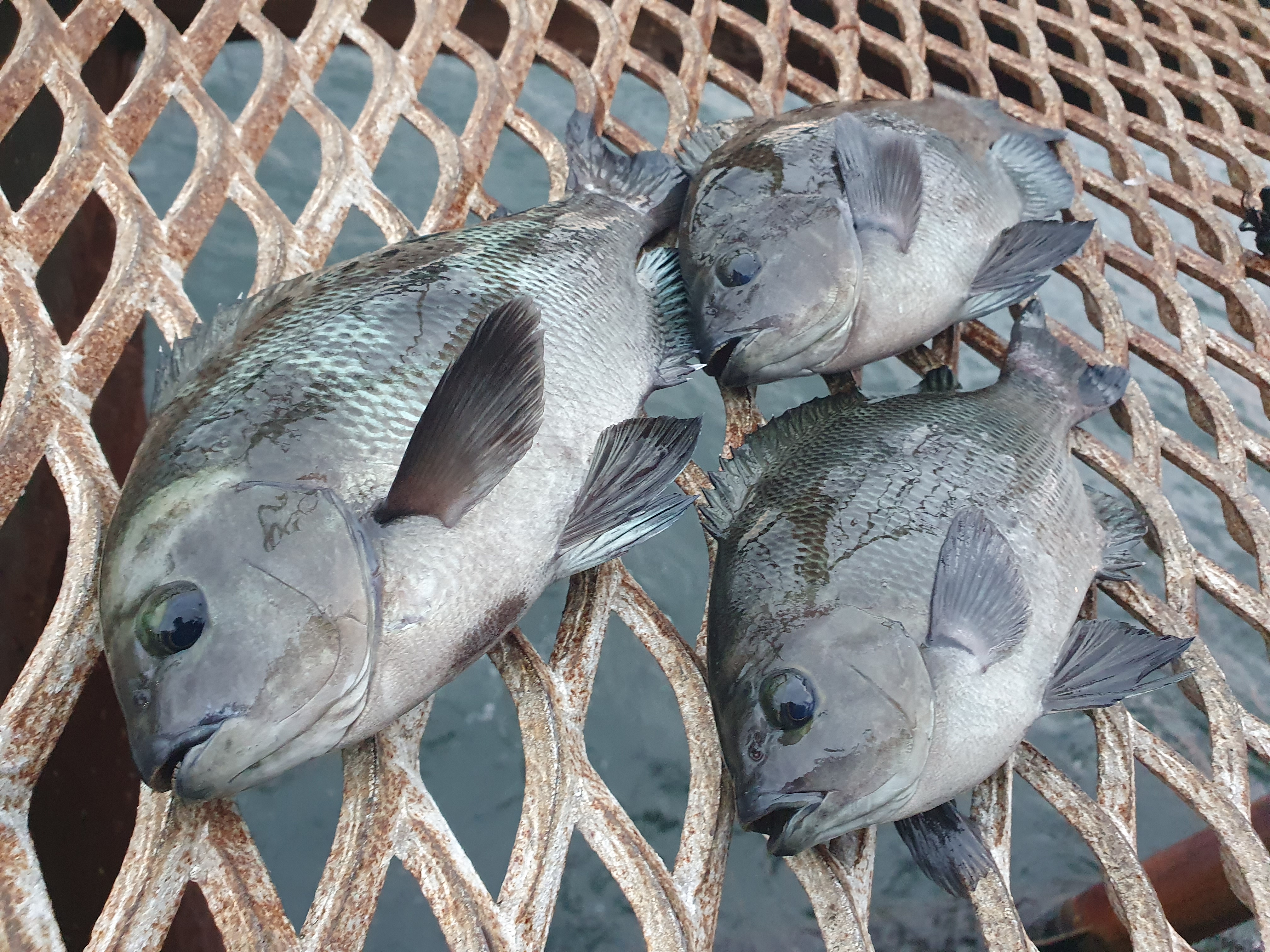 磯子海づり施設 釣り 横浜