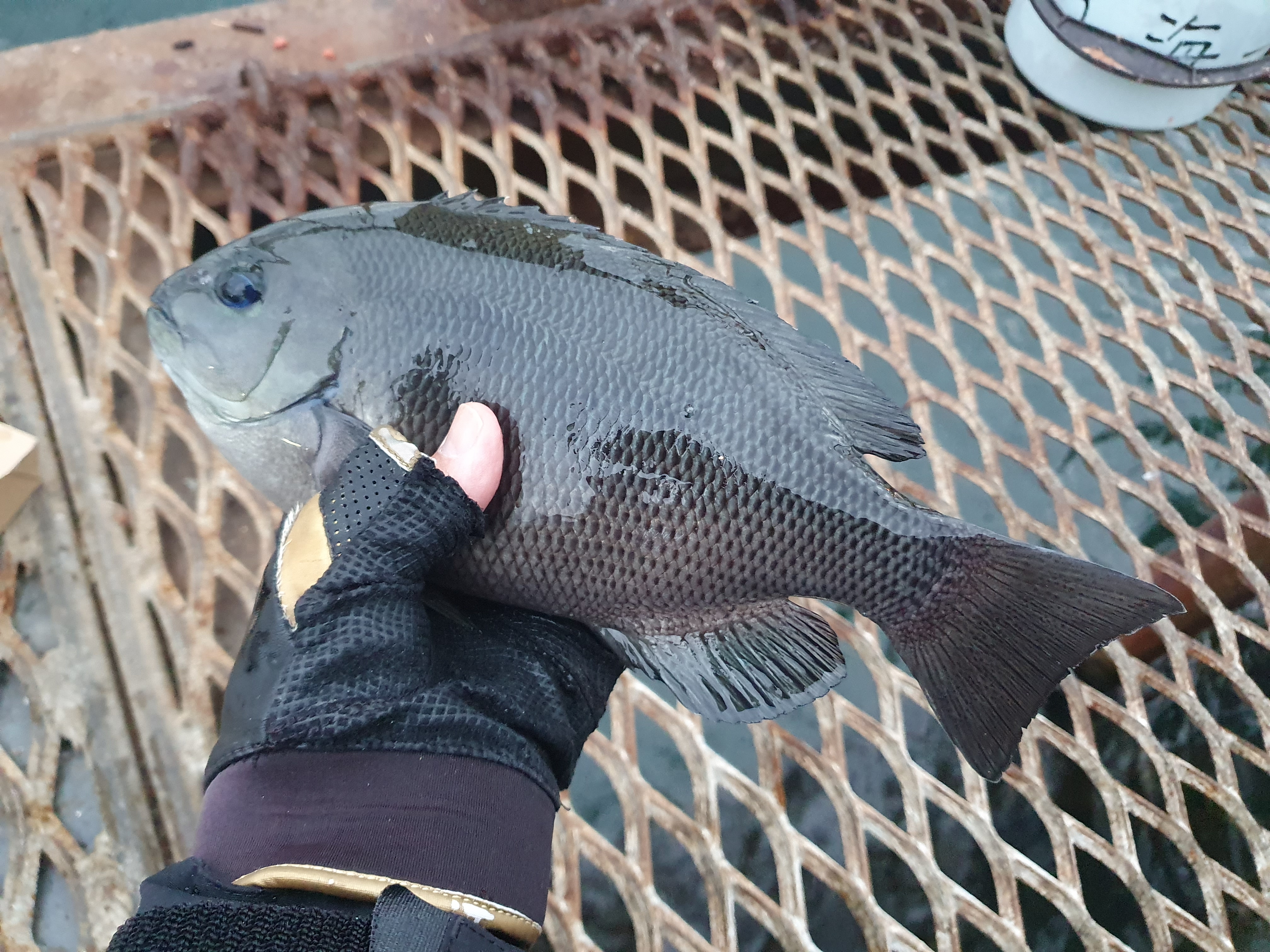 磯子海づり施設 釣り 横浜