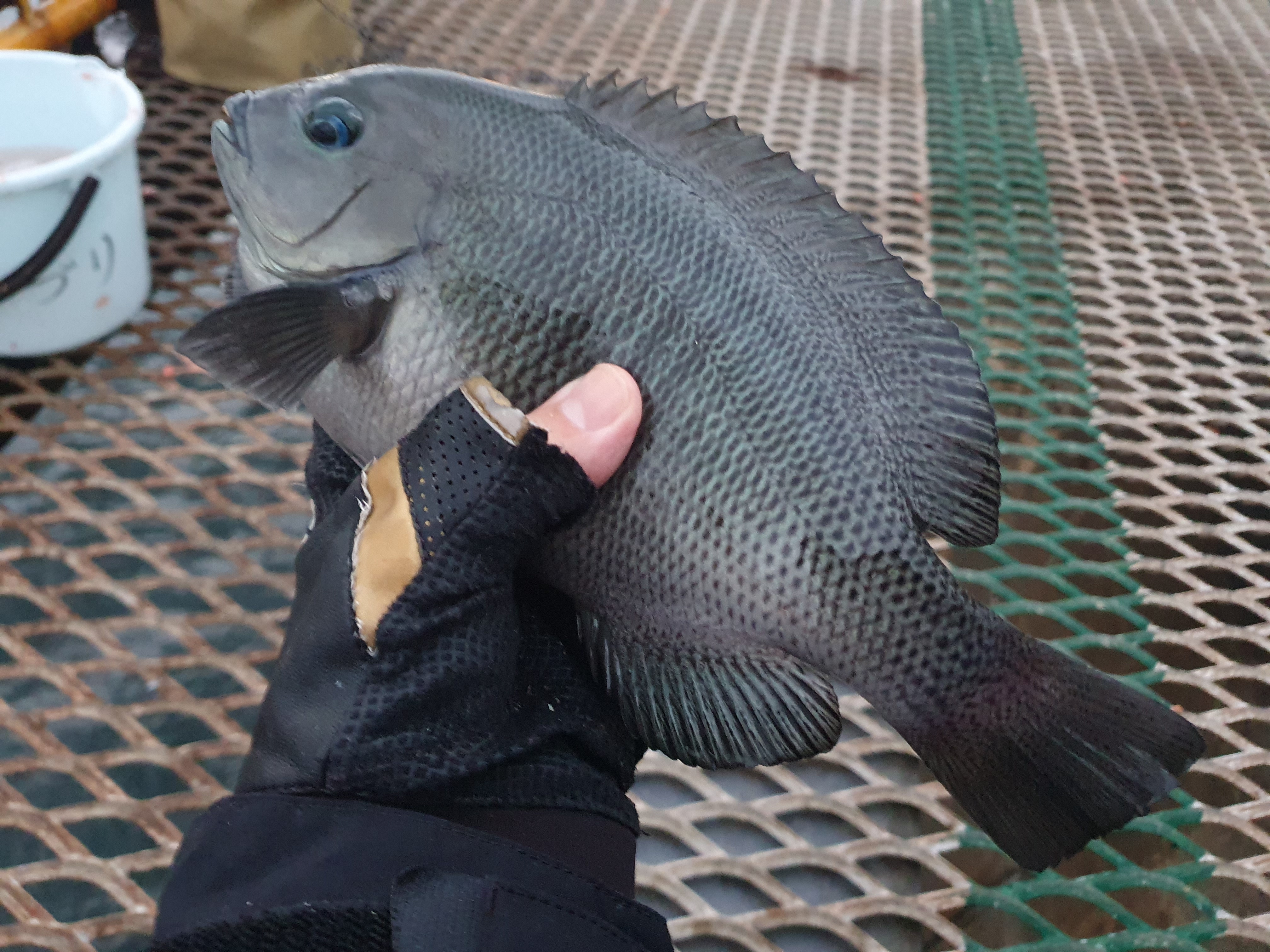 磯子海づり施設 釣り 横浜