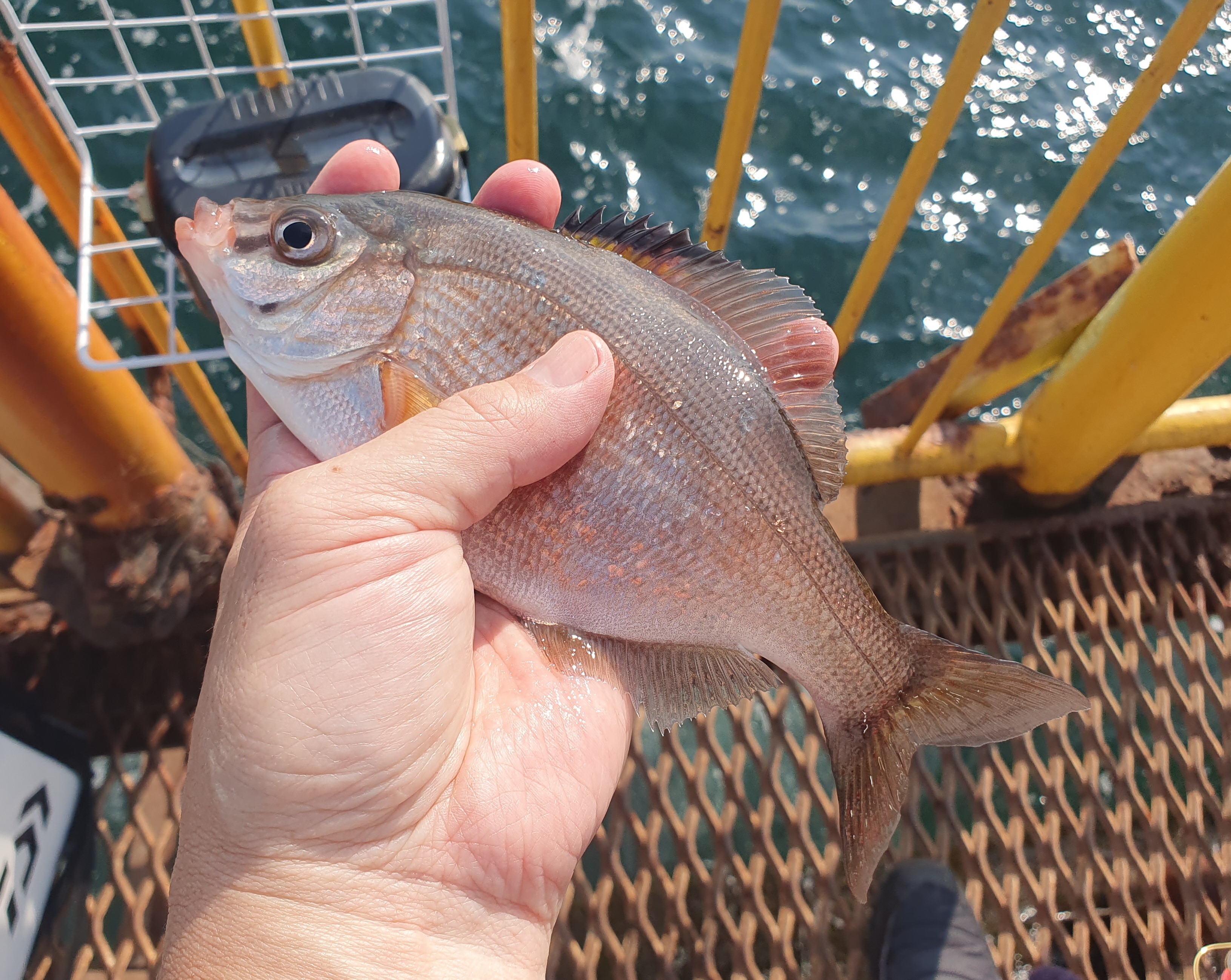 磯子海づり施設 メジナ グレ 釣り