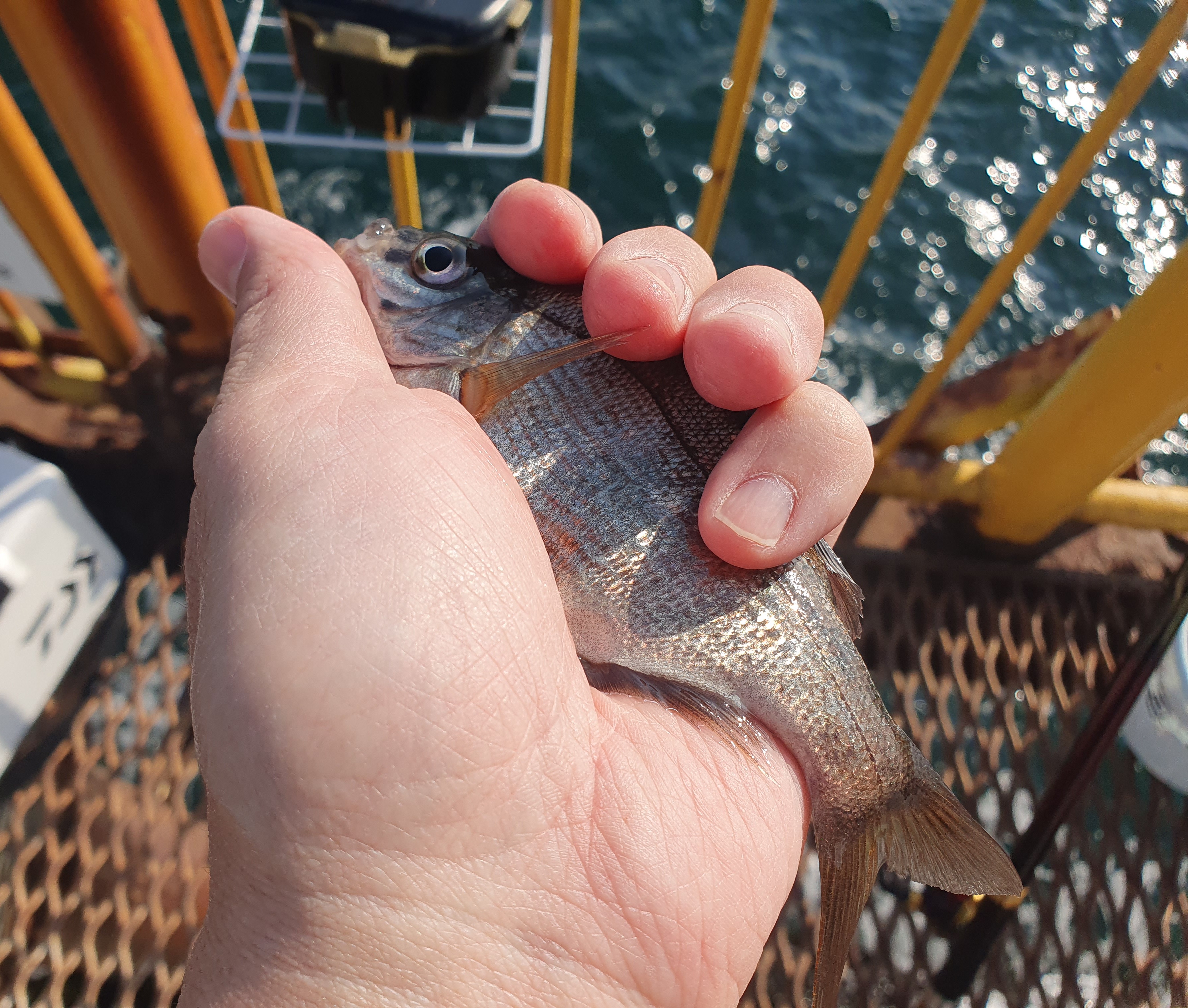 磯子海づり施設 メジナ グレ 釣り