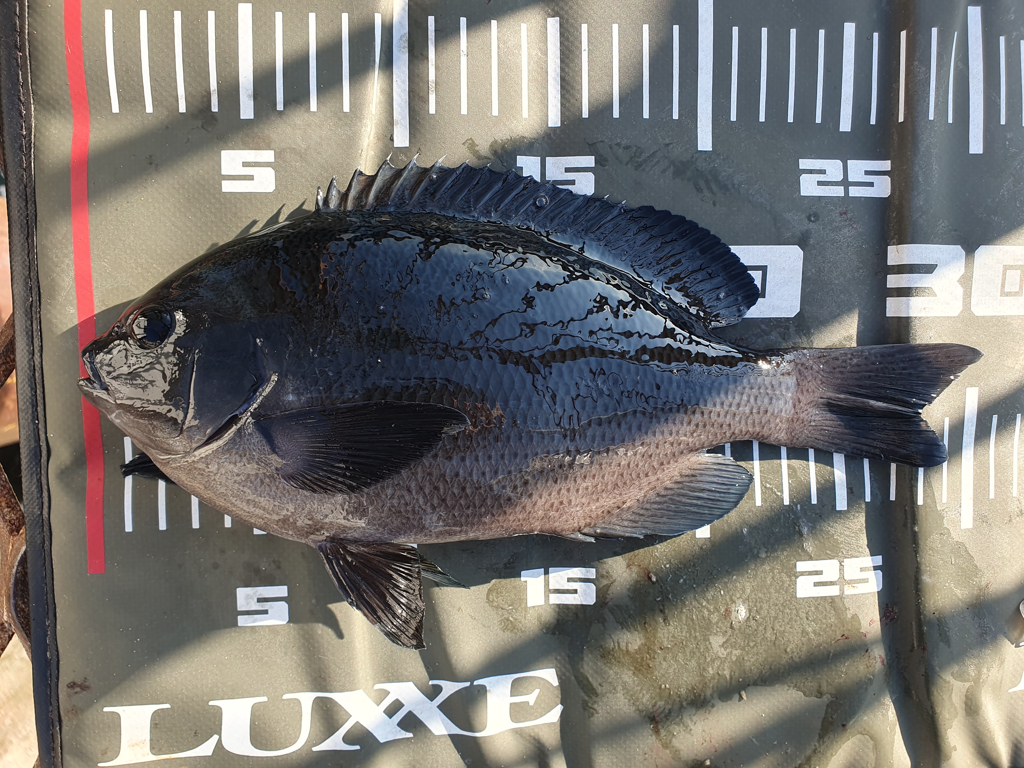 磯子海づり施設 メジナ グレ 釣り