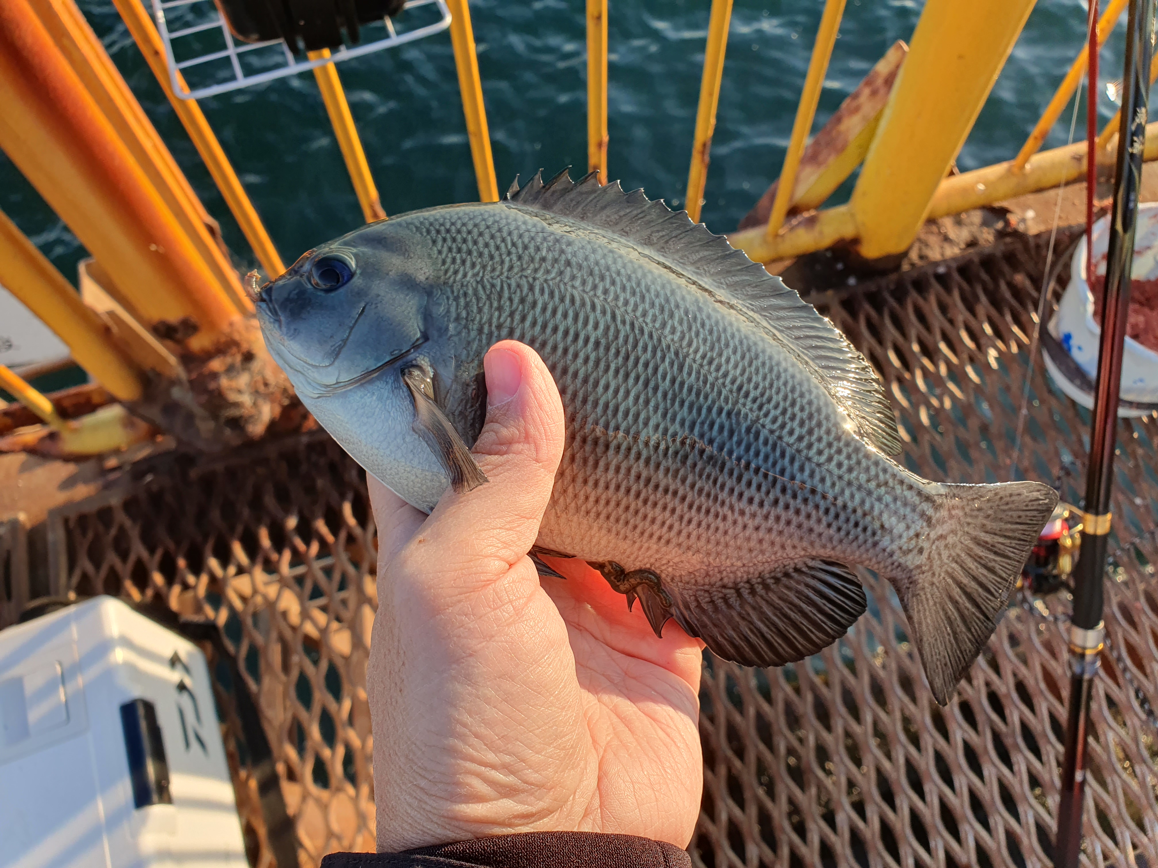 磯子海づり施設 メジナ グレ 釣り
