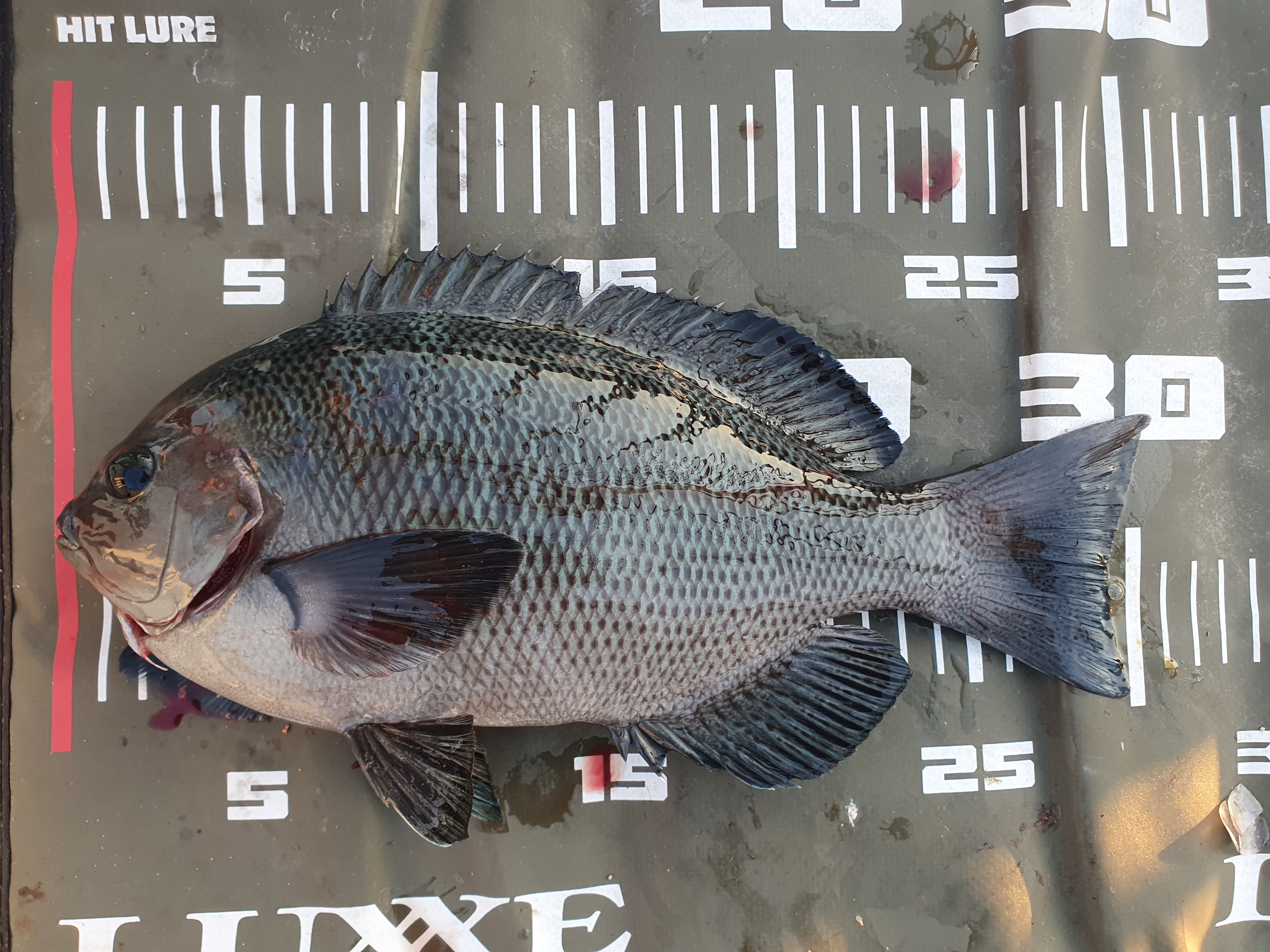 磯子海づり施設 メジナ グレ 釣り