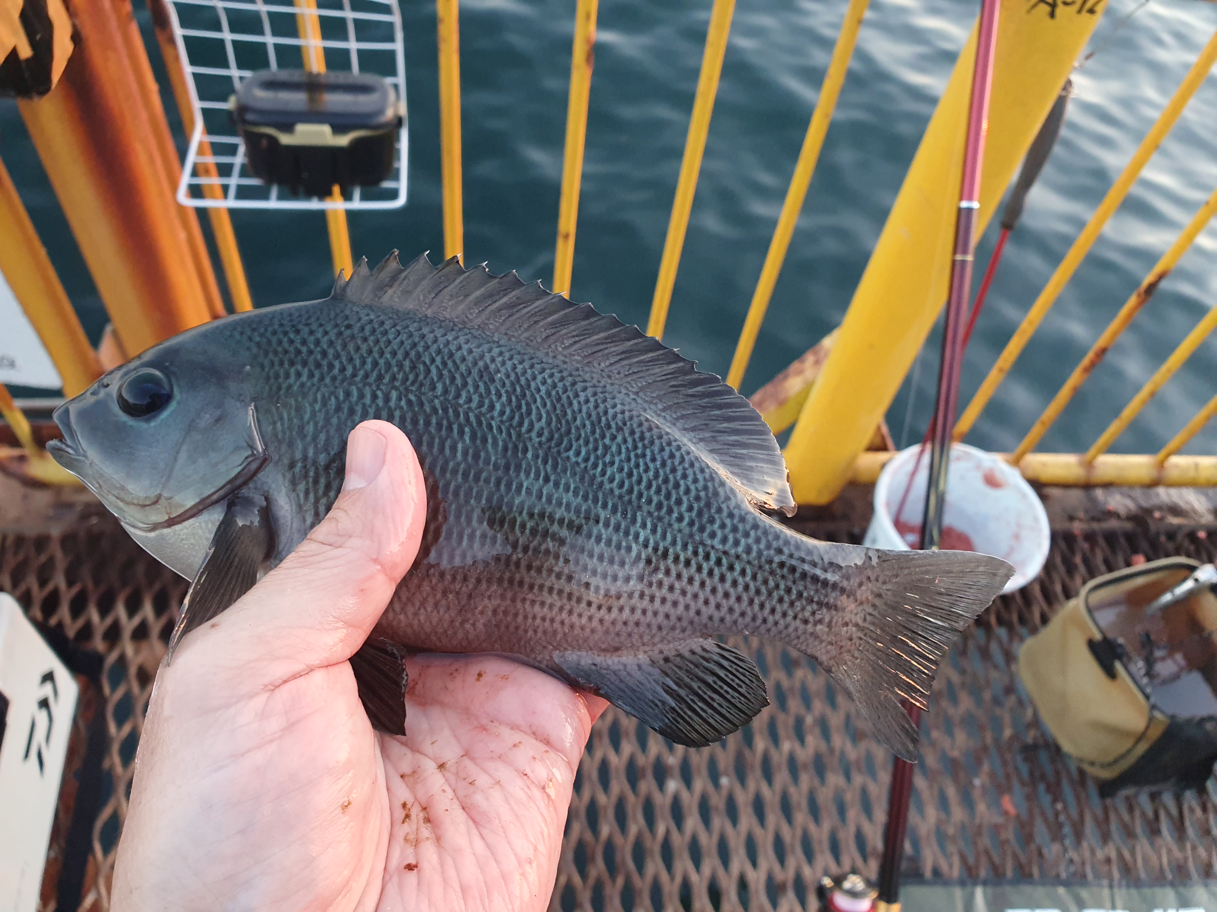 磯子海づり施設 メジナ グレ 釣り