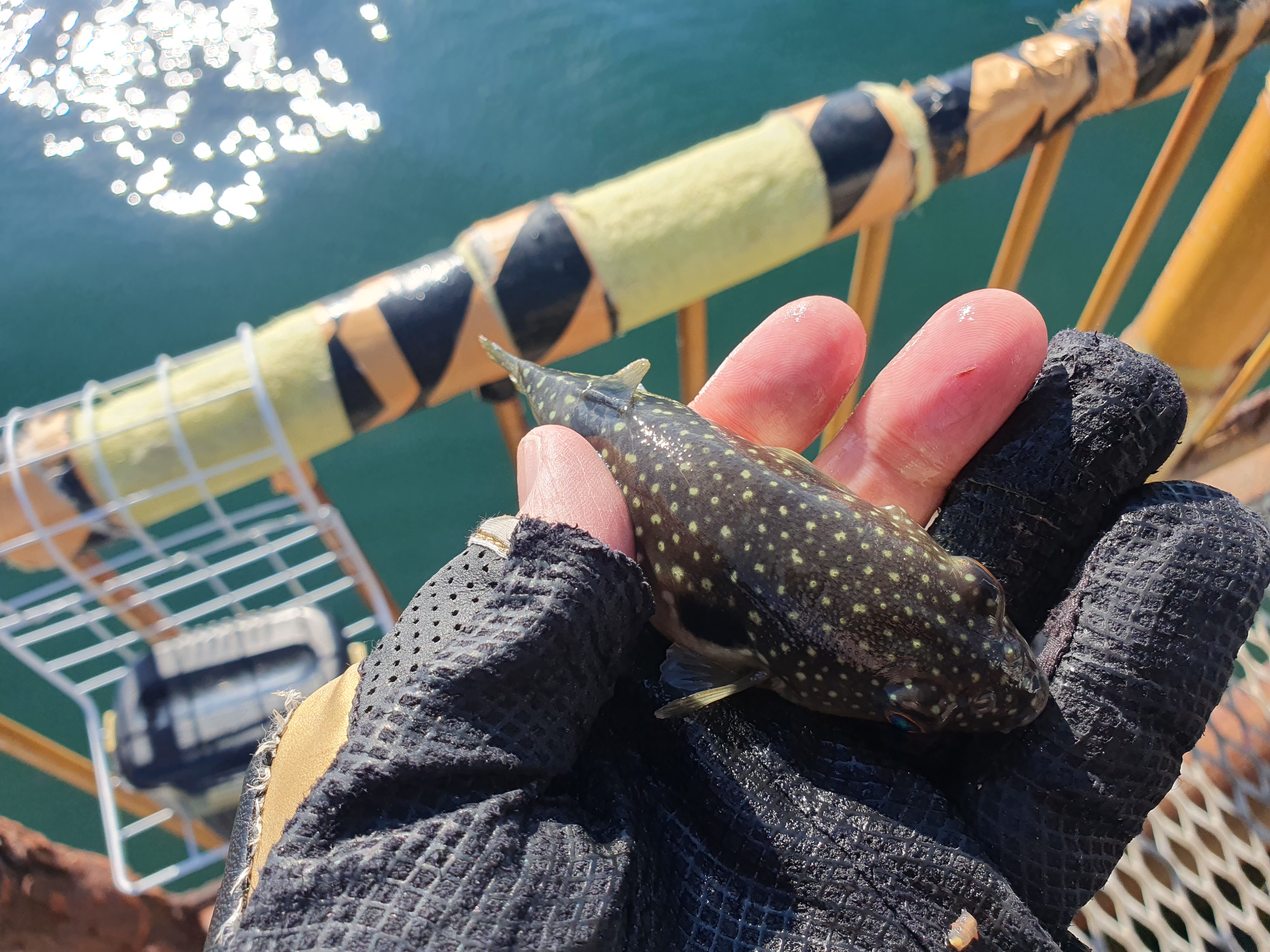 ついに40cmオーバーが出た！！時合は閉場間際！！磯子海づり施設