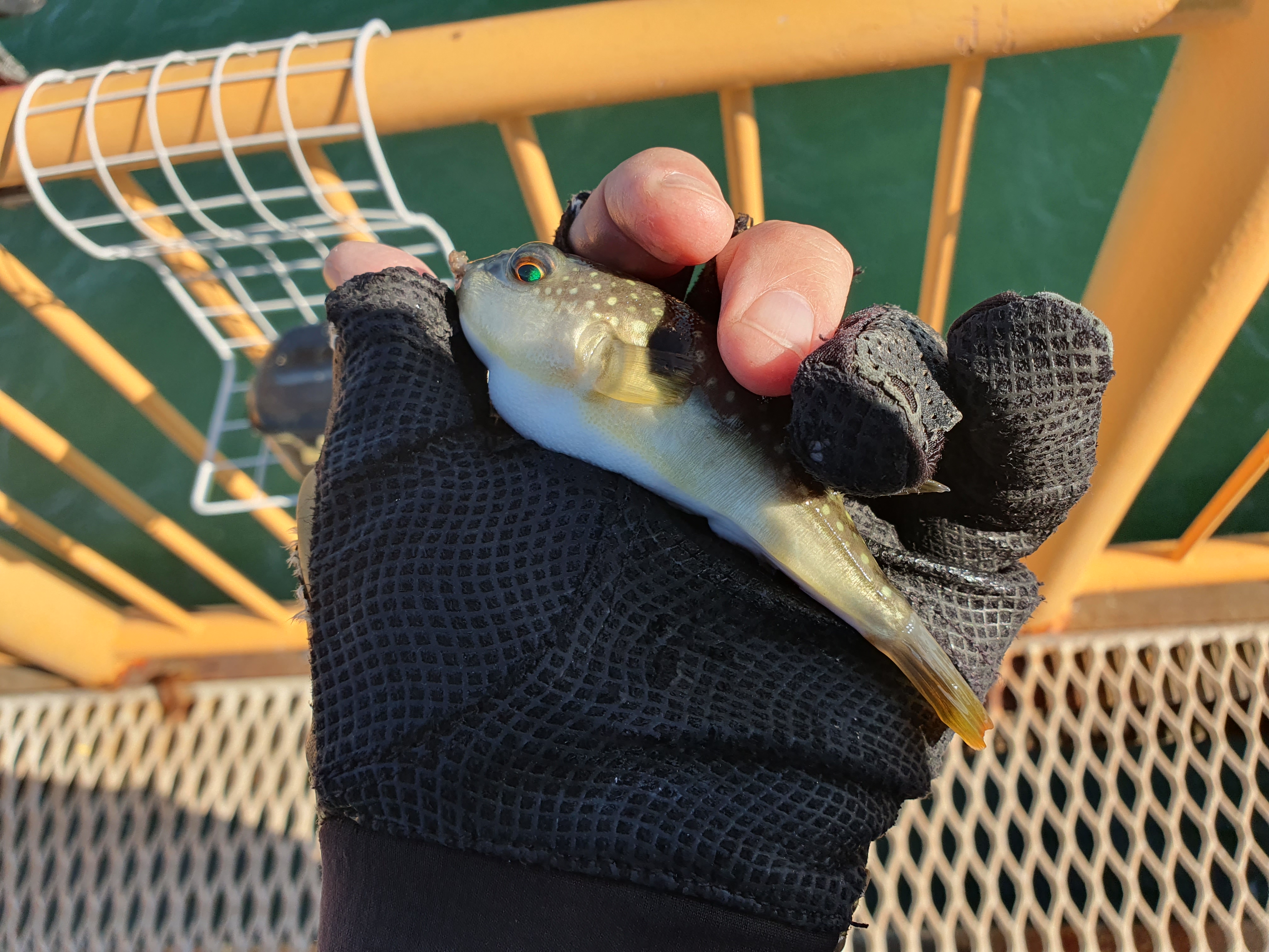 ついに40cmオーバーが出た！！時合は閉場間際！！磯子海づり施設