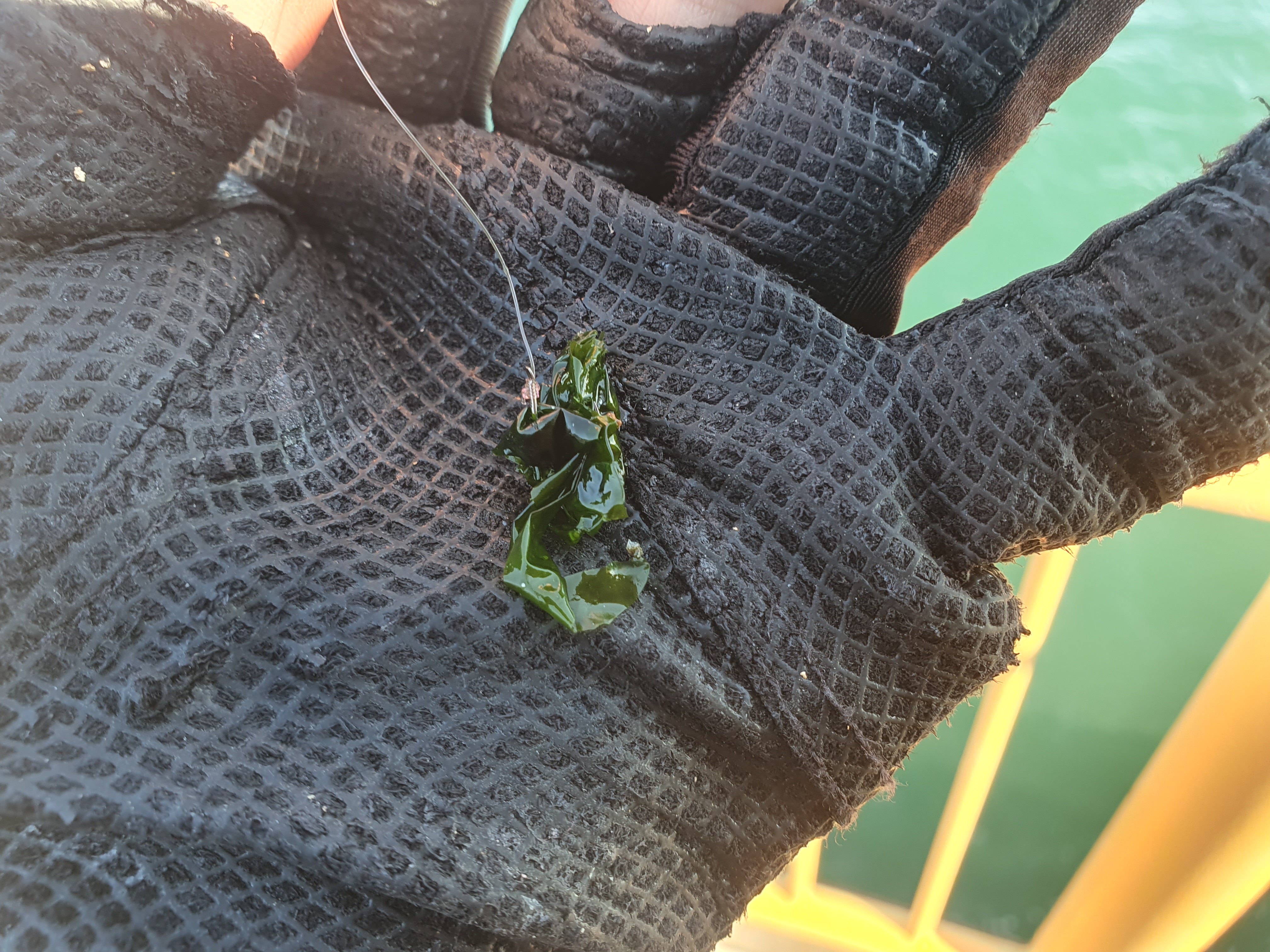 ついに40cmオーバーが出た！！時合は閉場間際！！磯子海づり施設