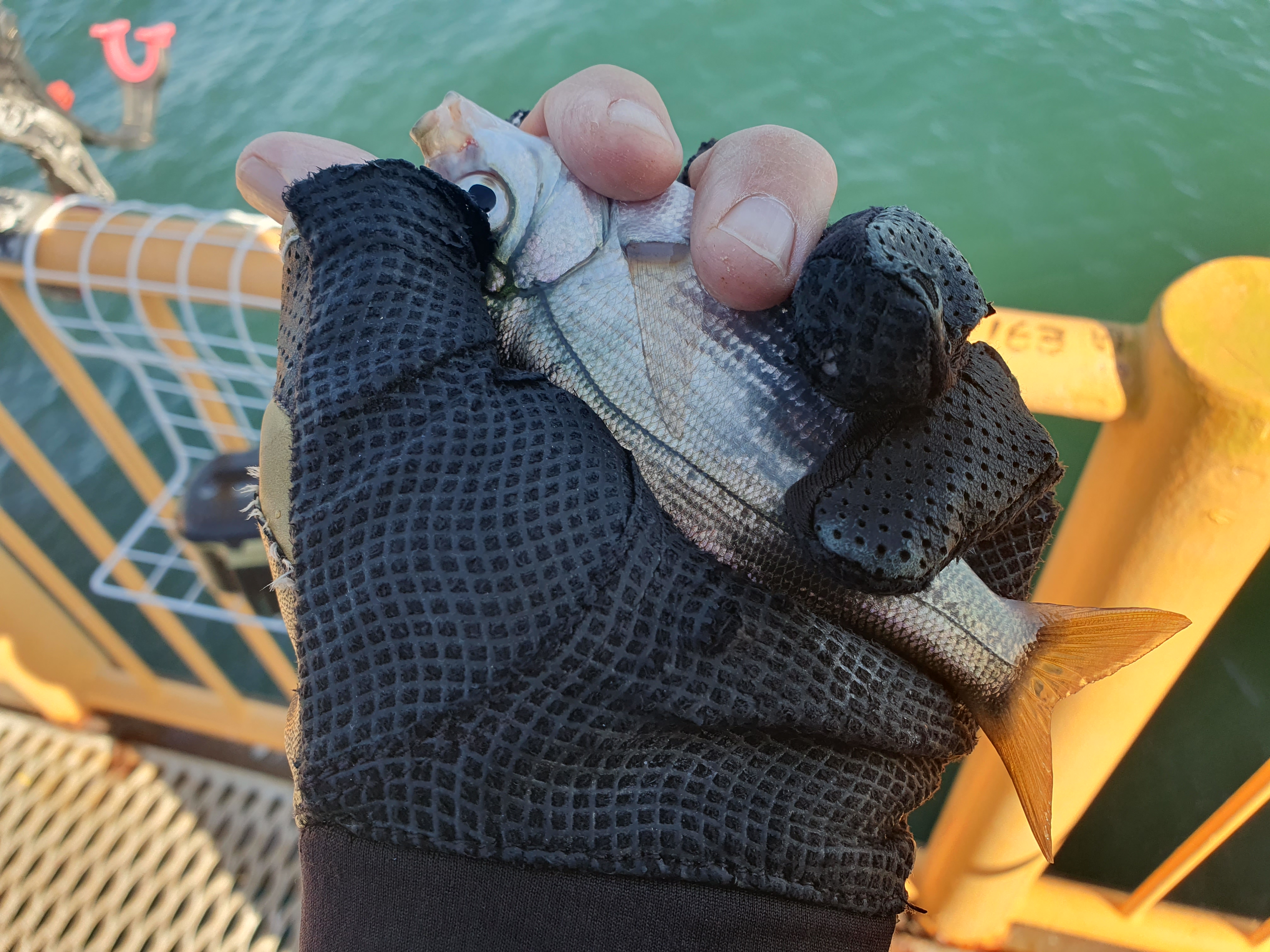 磯子海づり施設 釣り メジナ ウキフカセ釣り