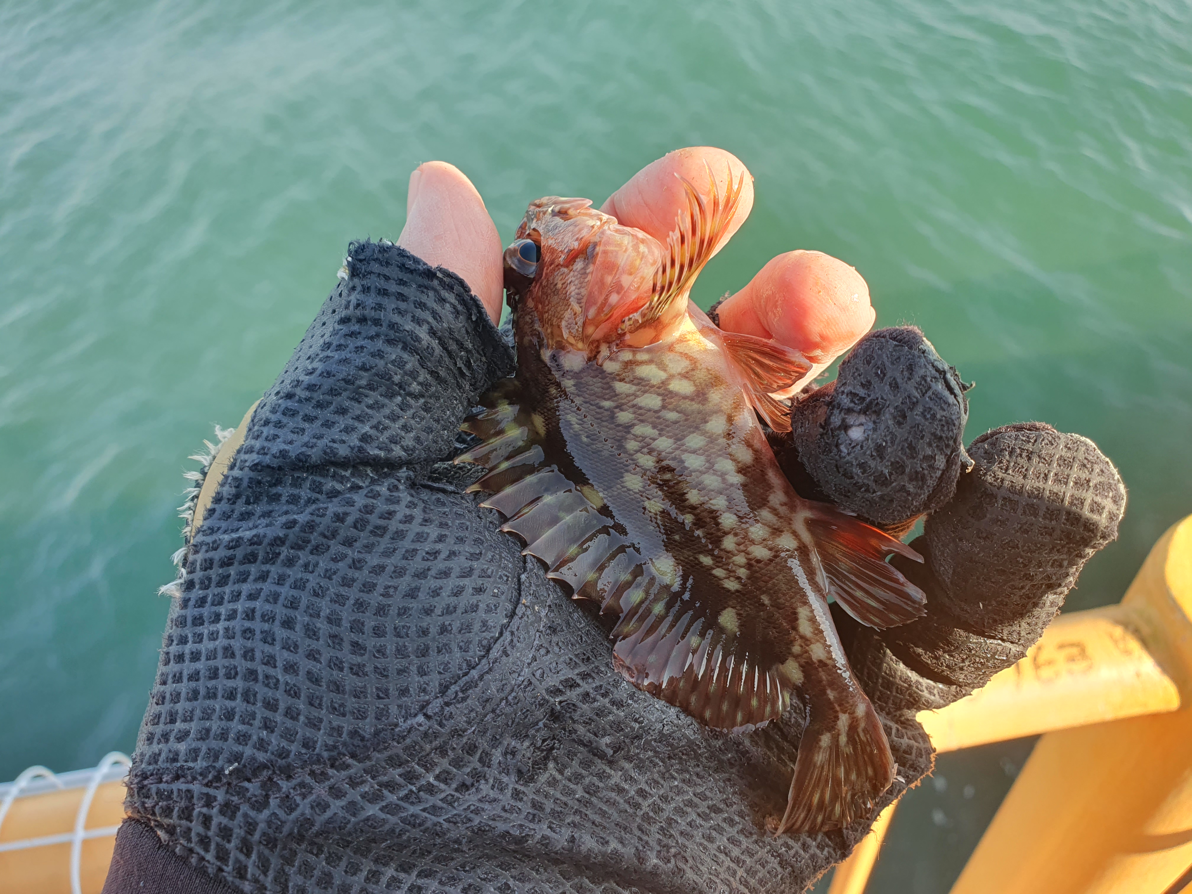 磯子海づり施設 釣り メジナ ウキフカセ釣り
