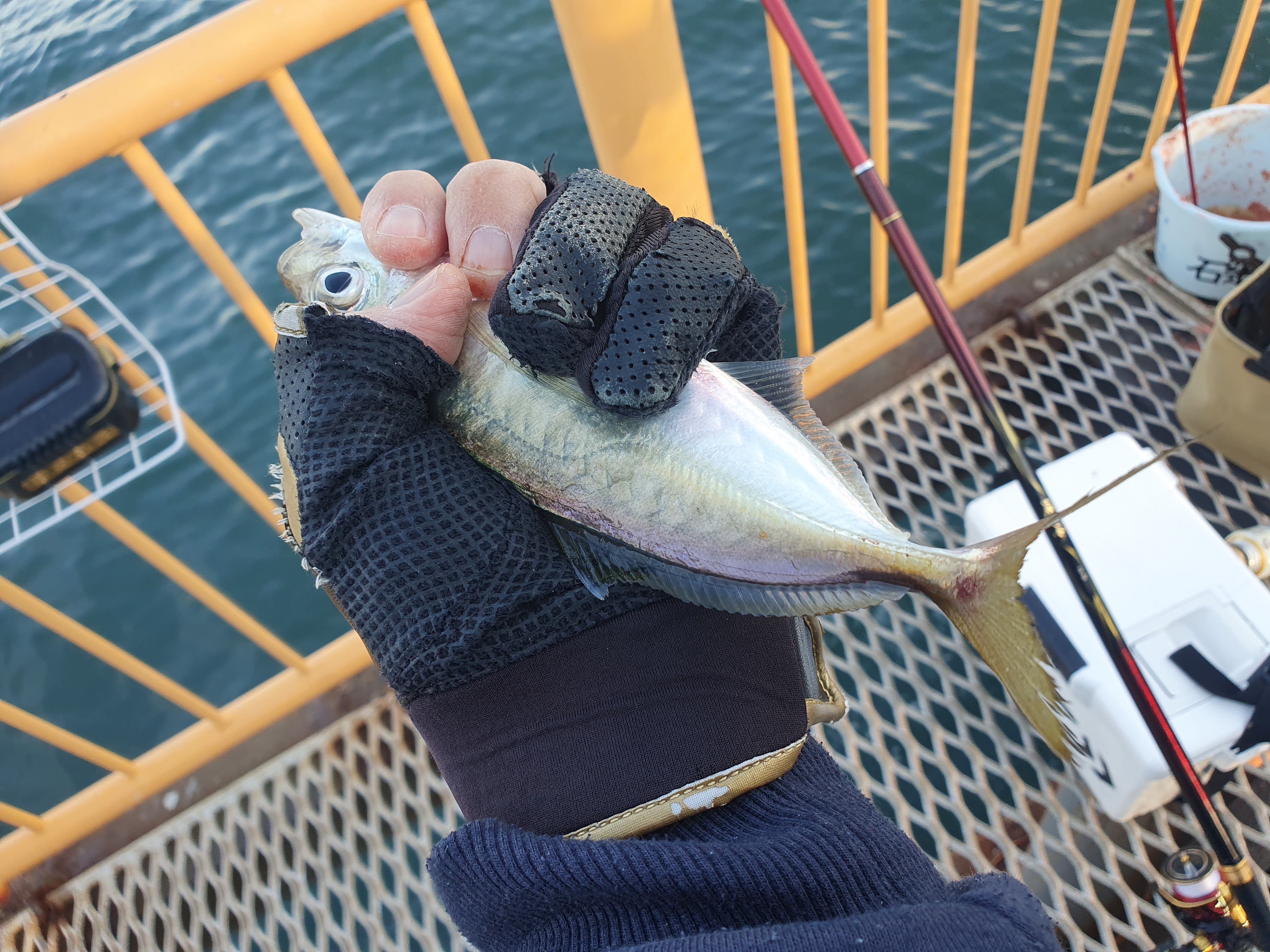 磯子海づり施設 釣り メジナ ウキフカセ釣り