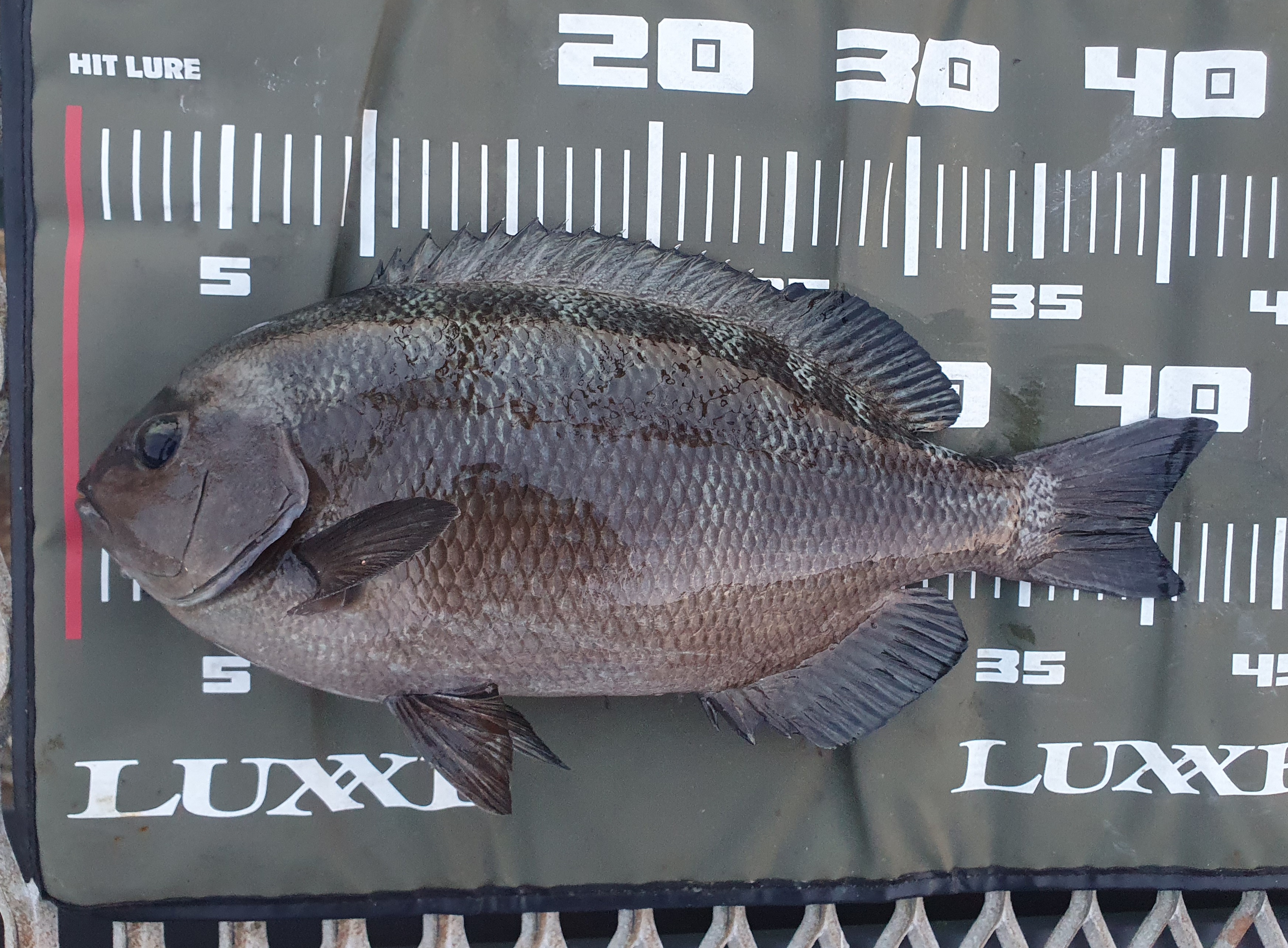 磯子海づり施設 釣り メジナ ウキフカセ釣り