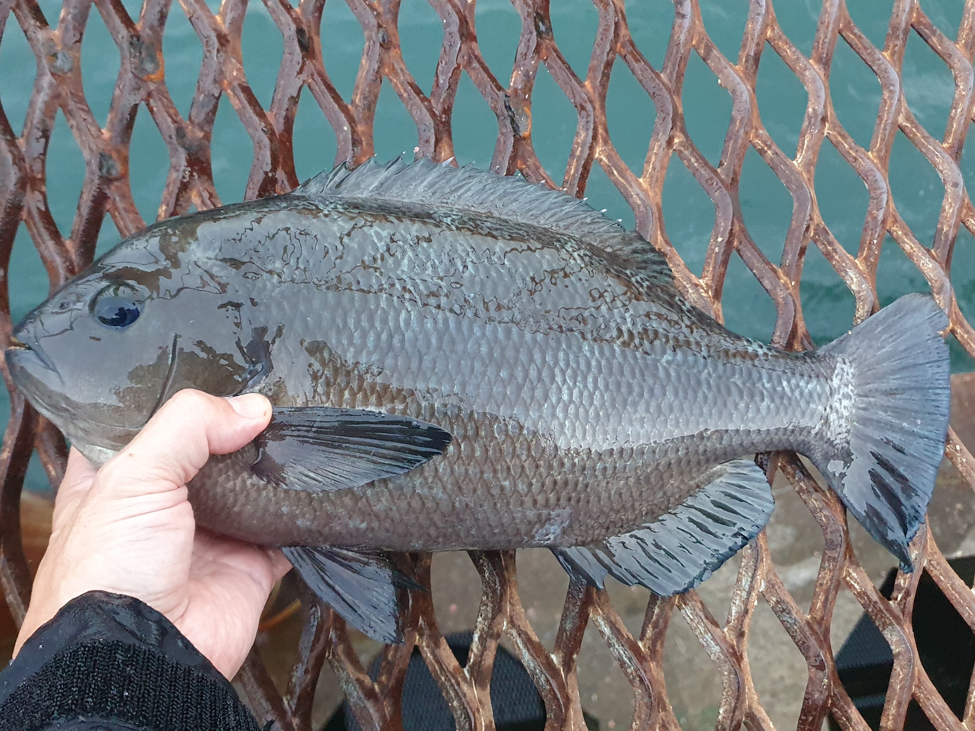 磯子海づり施設 釣り メジナ ウキフカセ釣り