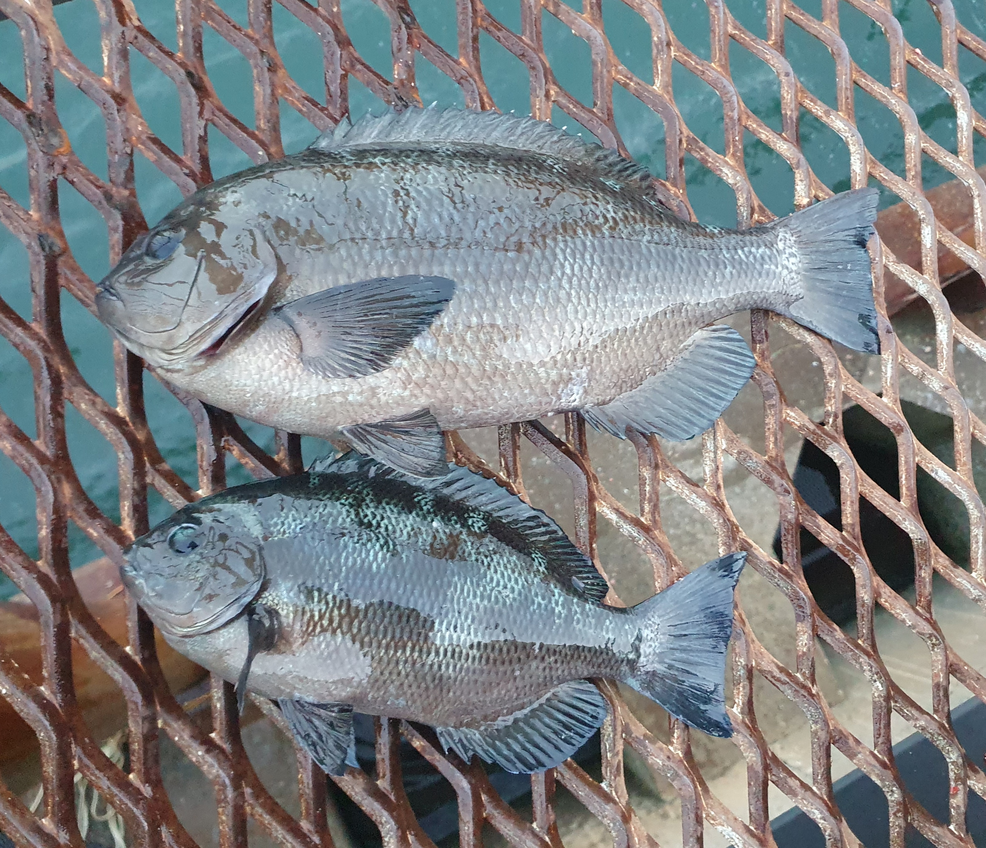 磯子海づり施設 釣り メジナ ウキフカセ釣り