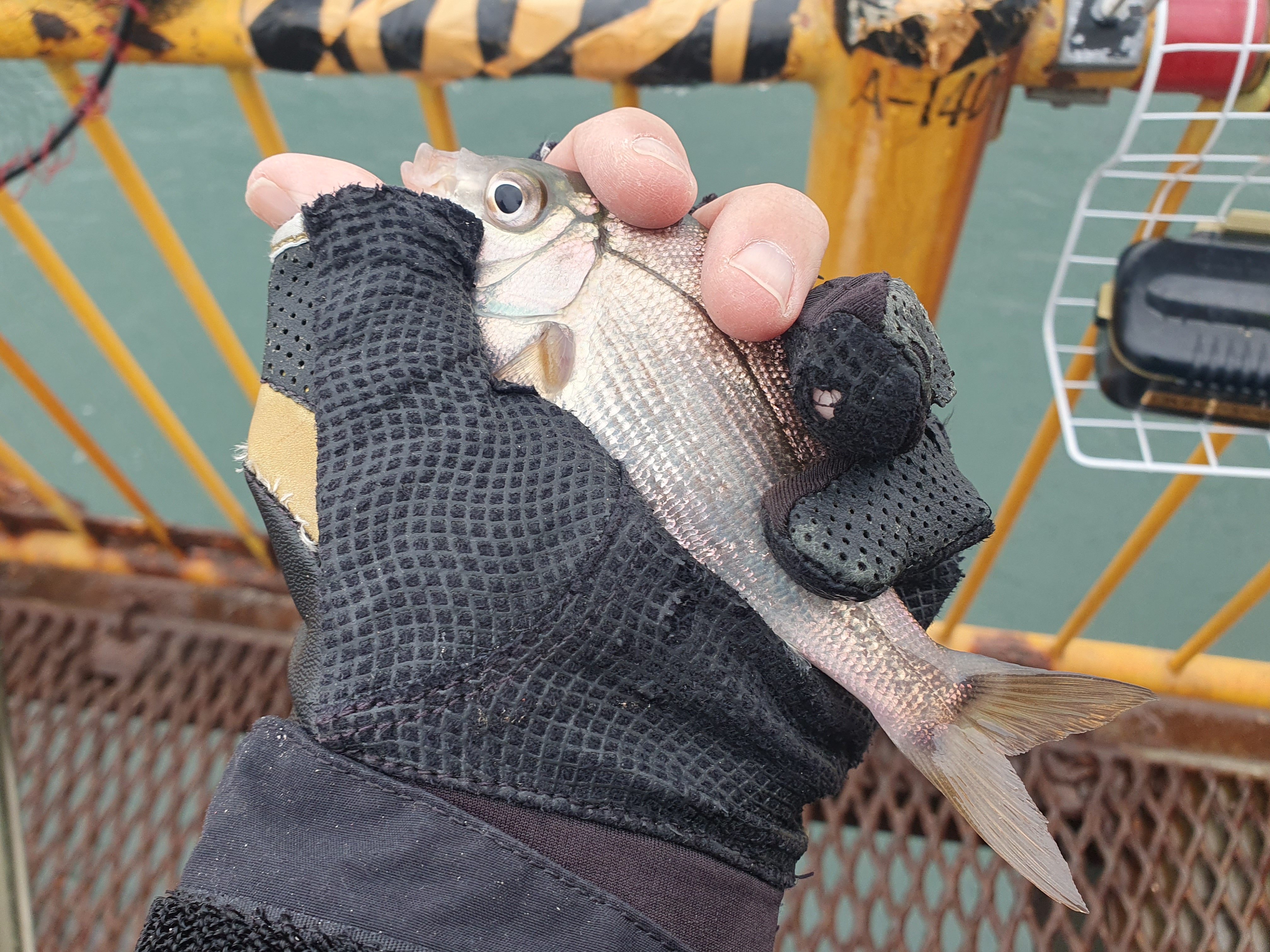 磯子海づり施設 釣り メジナ アジ 横浜