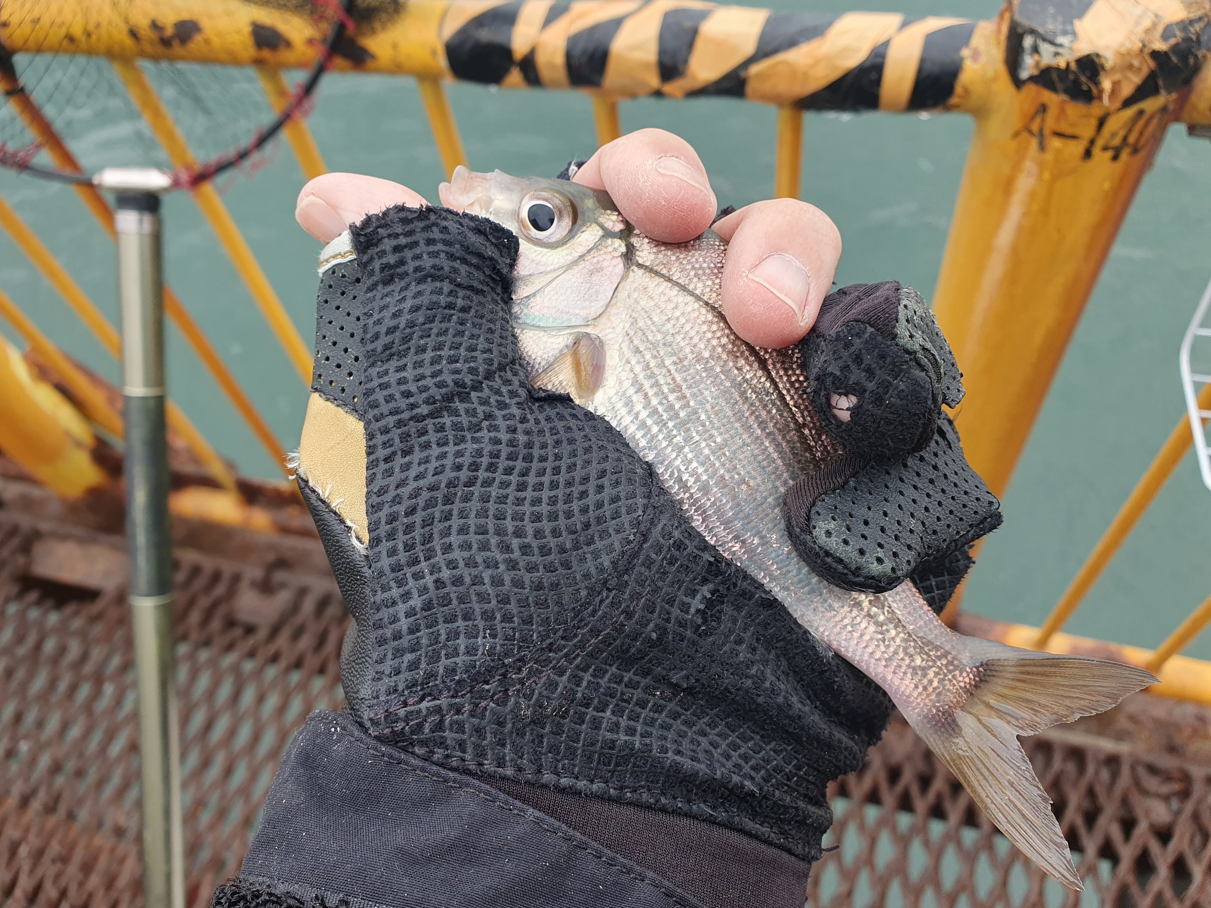 磯子海づり施設 釣り メジナ アジ 横浜