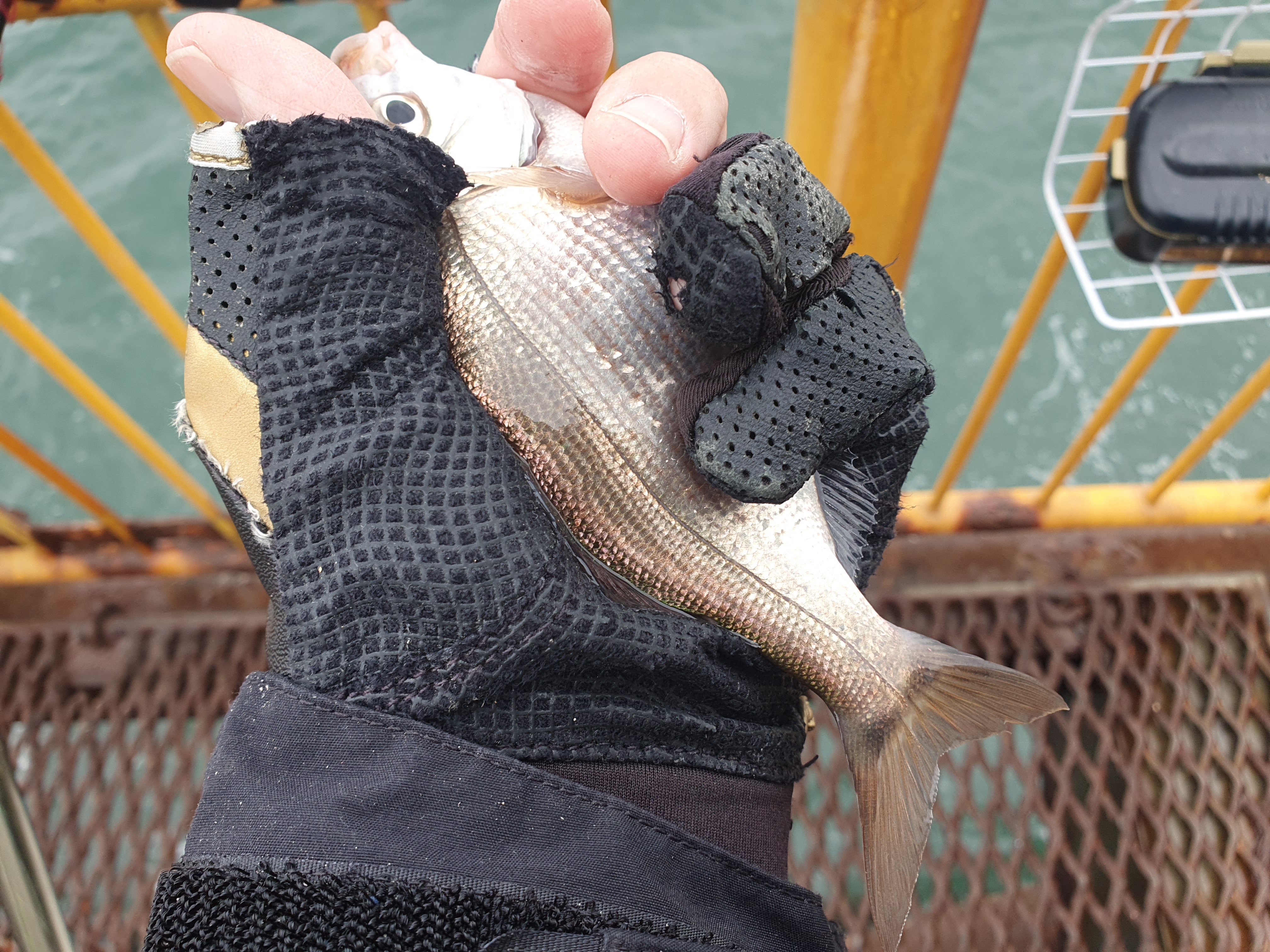 磯子海づり施設 釣り メジナ アジ 横浜