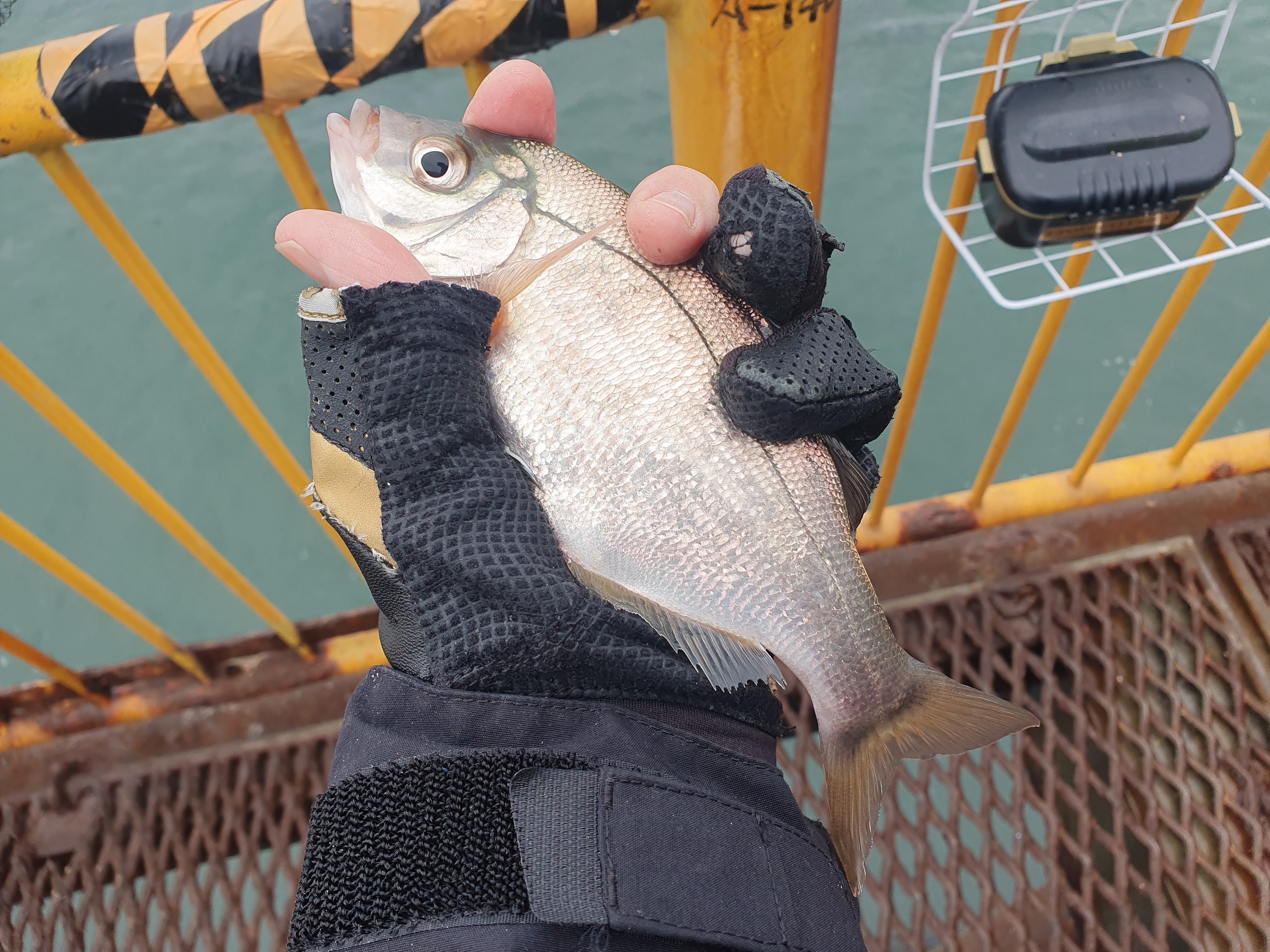 磯子海づり施設 釣り メジナ アジ 横浜
