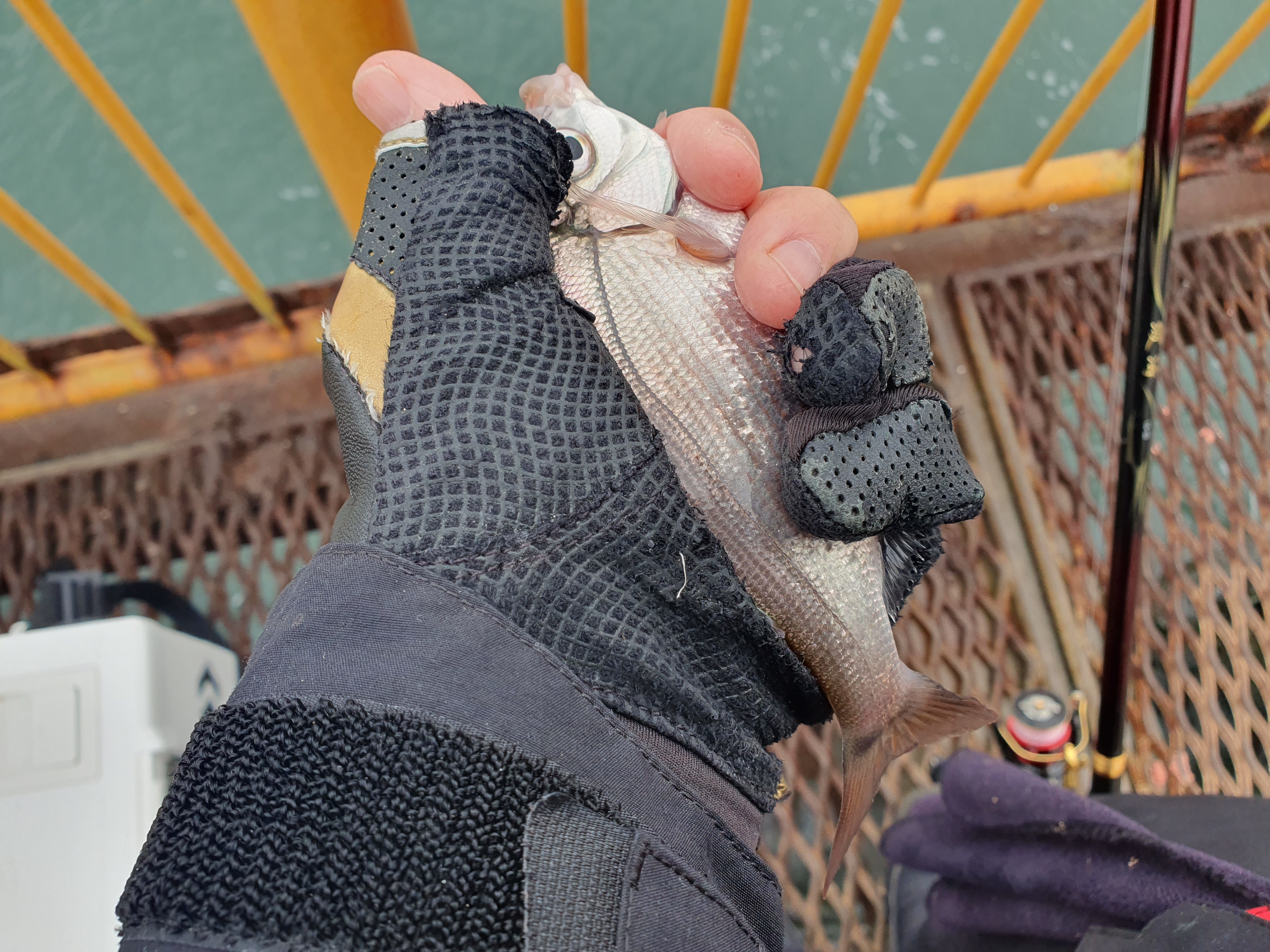 磯子海づり施設 釣り メジナ アジ 横浜