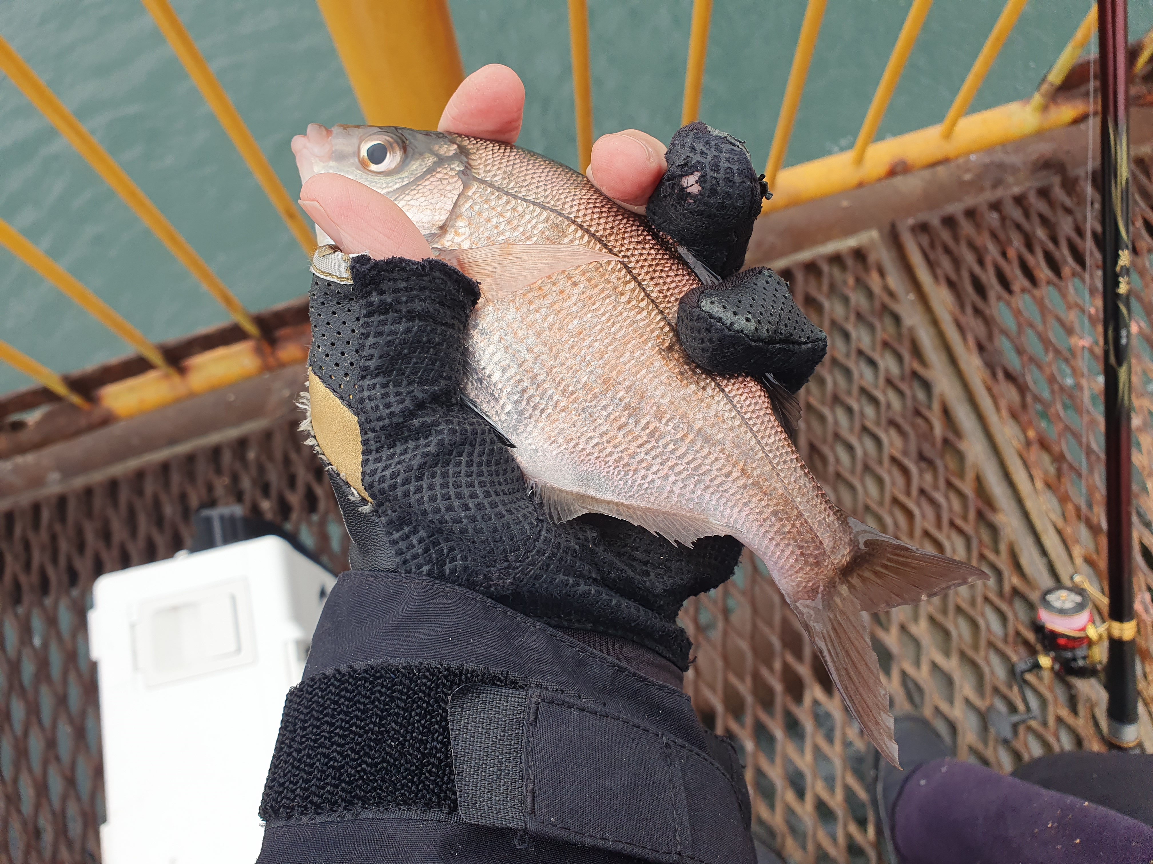 磯子海づり施設 釣り メジナ アジ 横浜