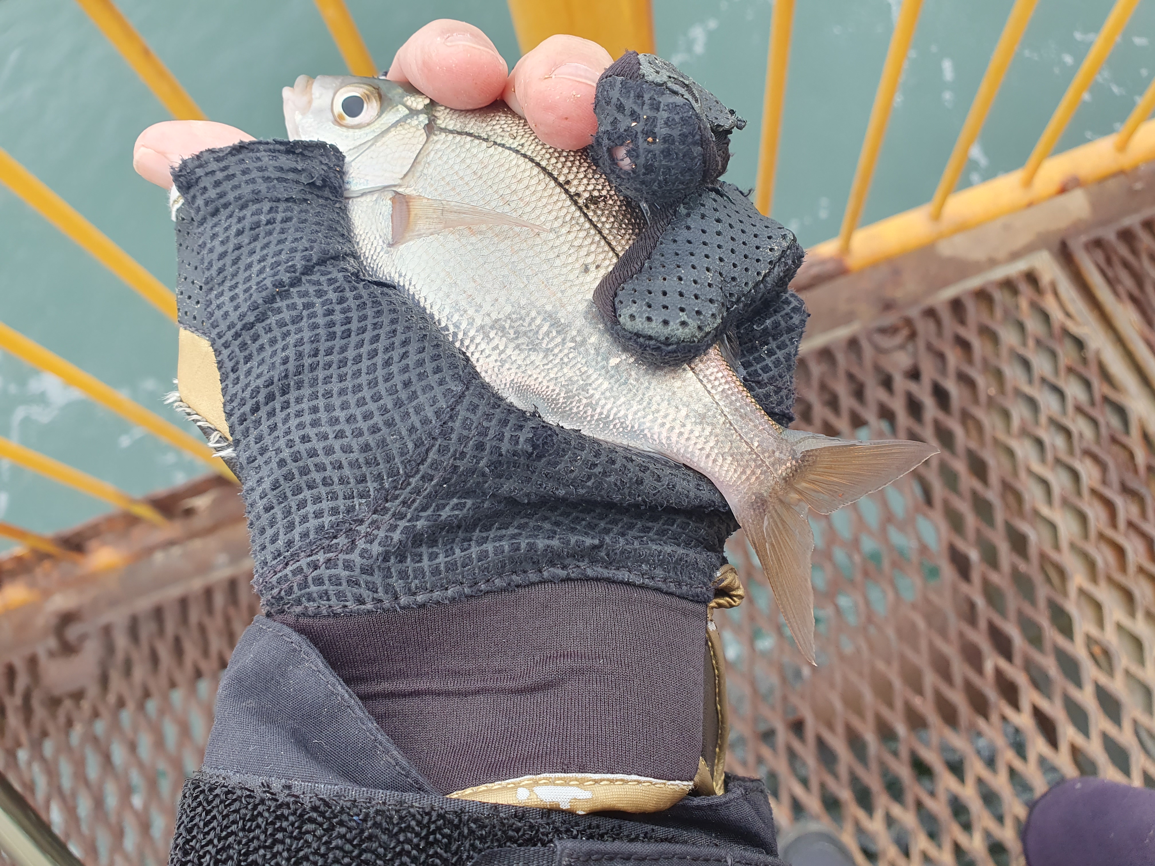 磯子海づり施設 釣り メジナ アジ 横浜