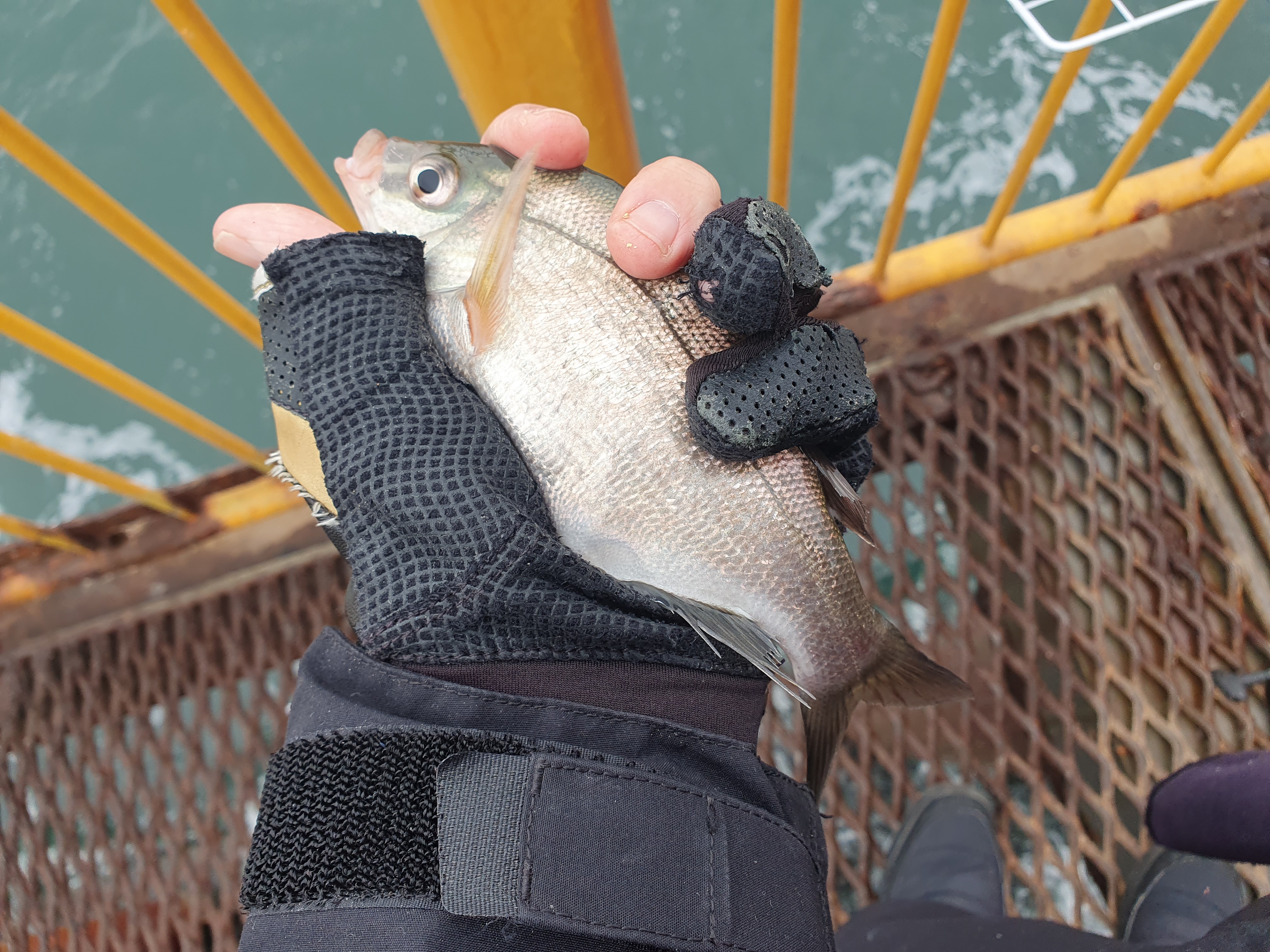 磯子海づり施設 釣り メジナ アジ 横浜