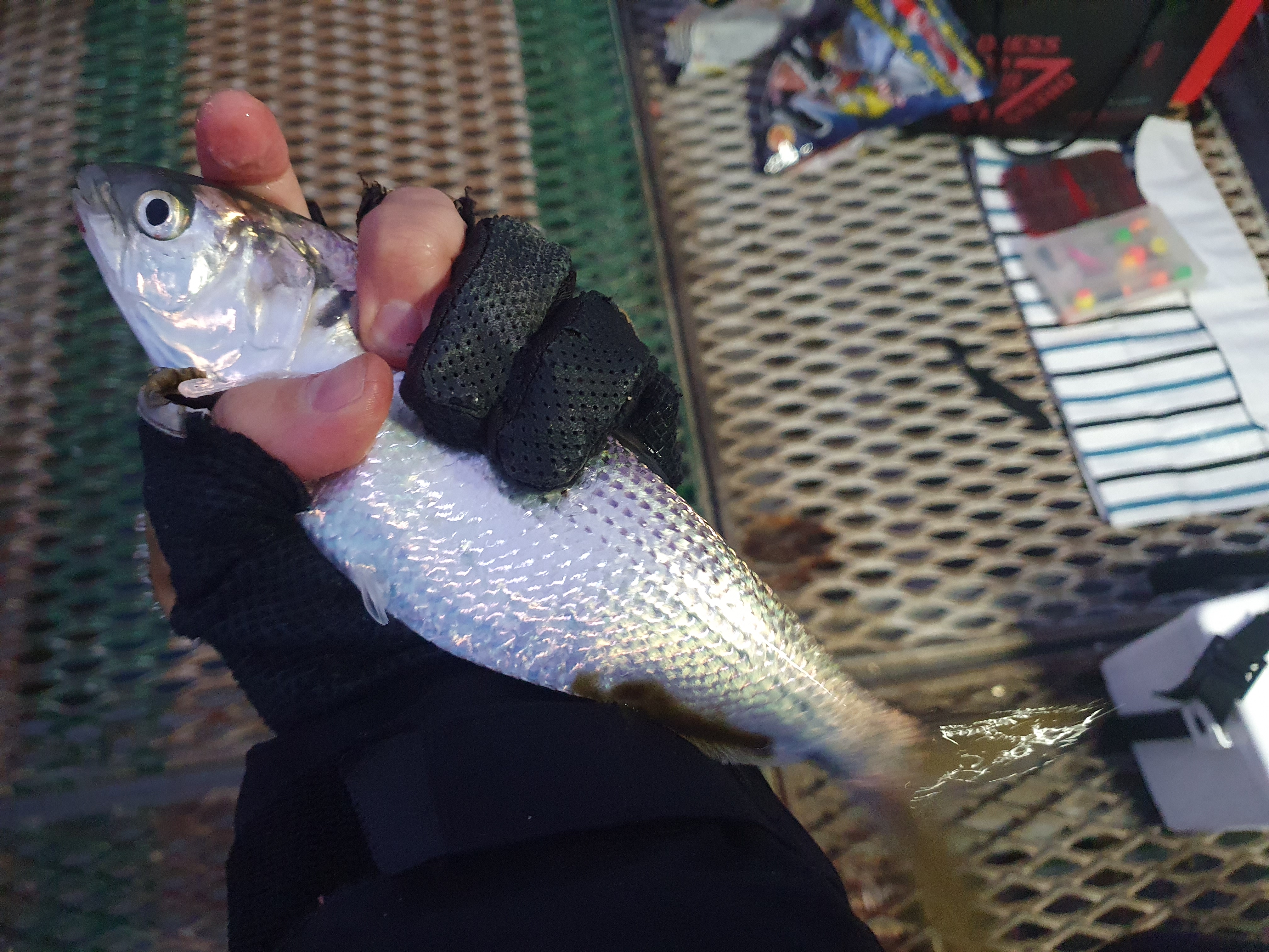 磯子海づり施設 釣り メジナ アジ 横浜