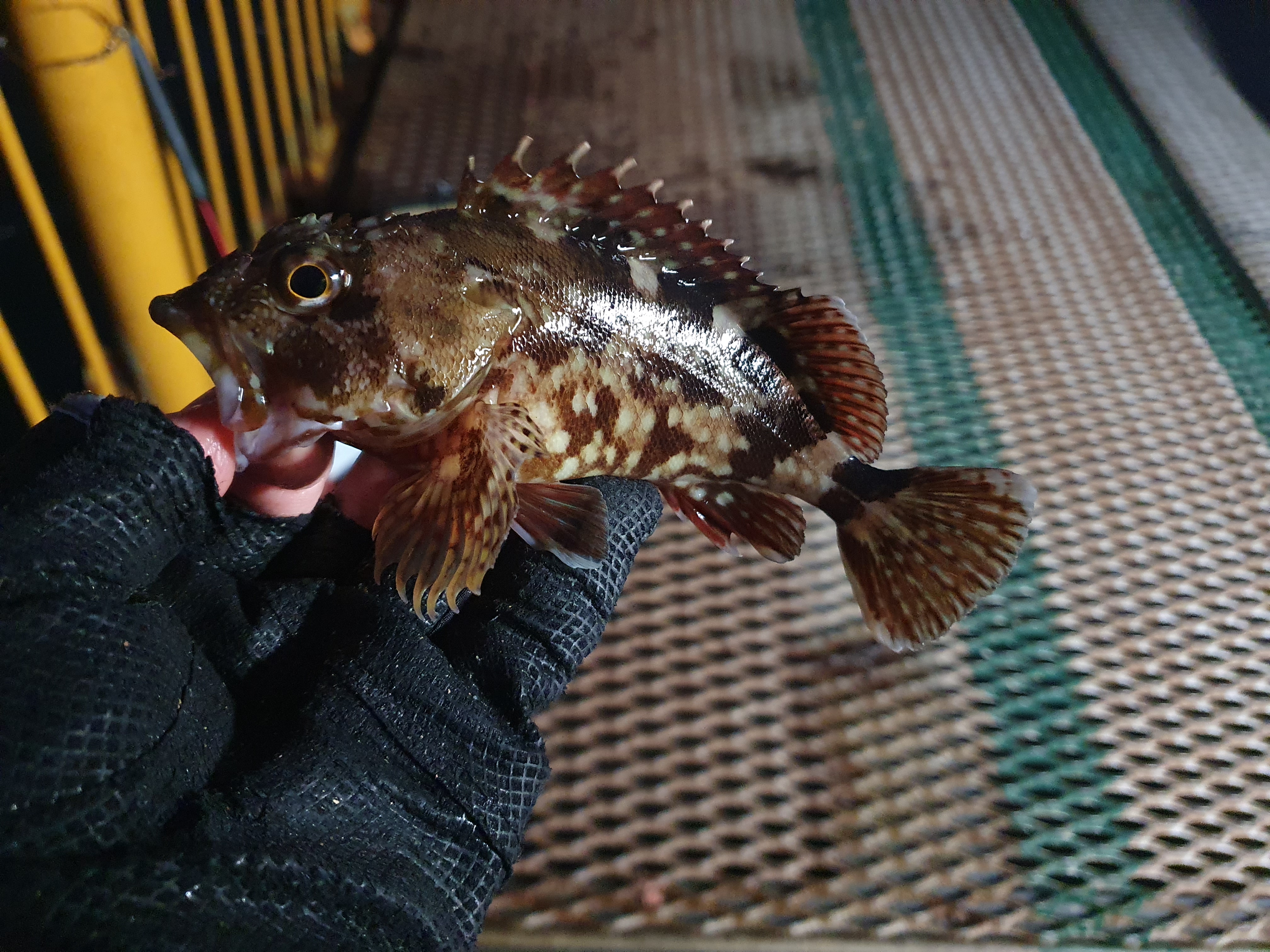 磯子海づり施設 釣り メジナ アジ 横浜