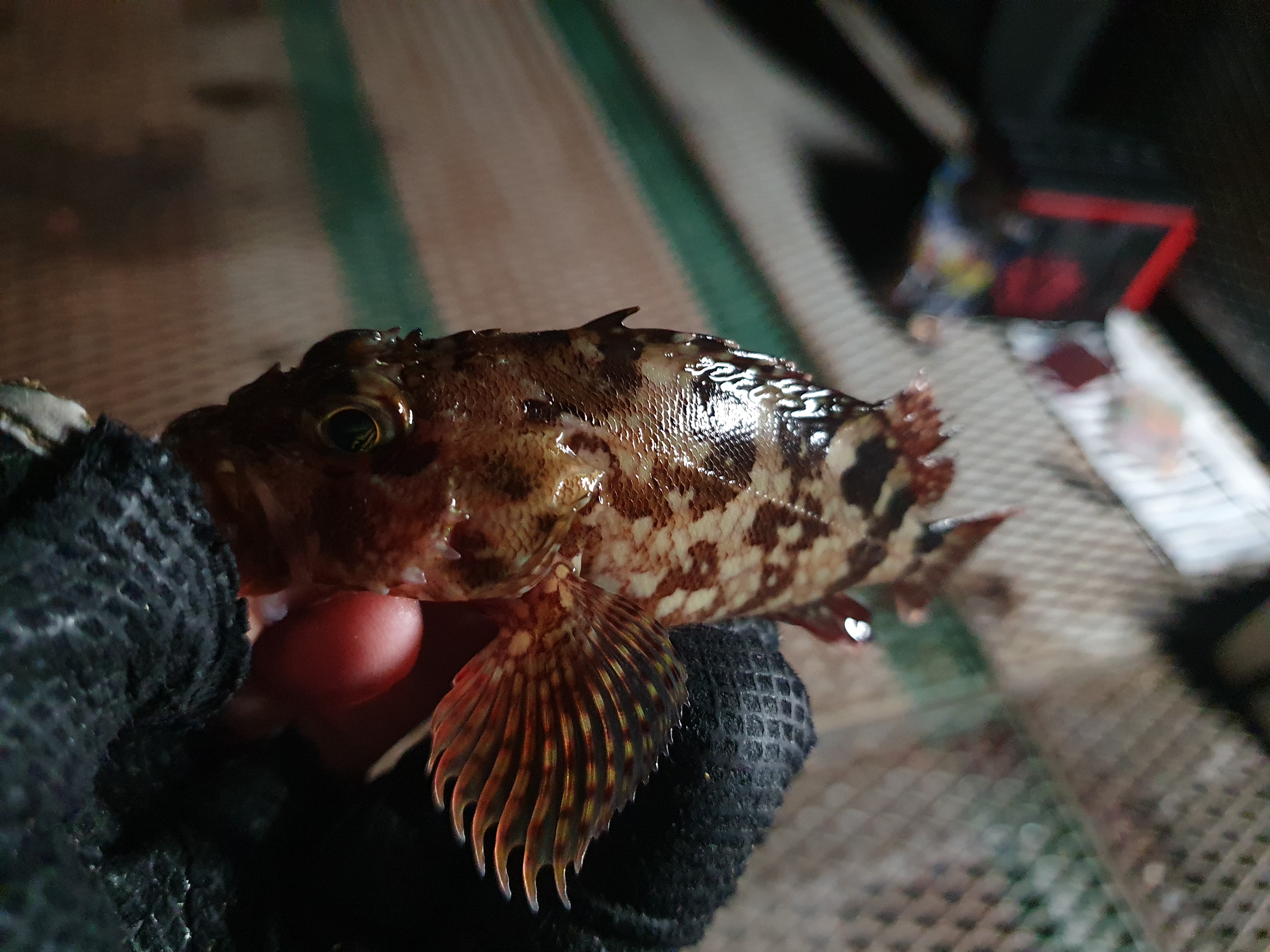 磯子海づり施設 釣り メジナ アジ 横浜