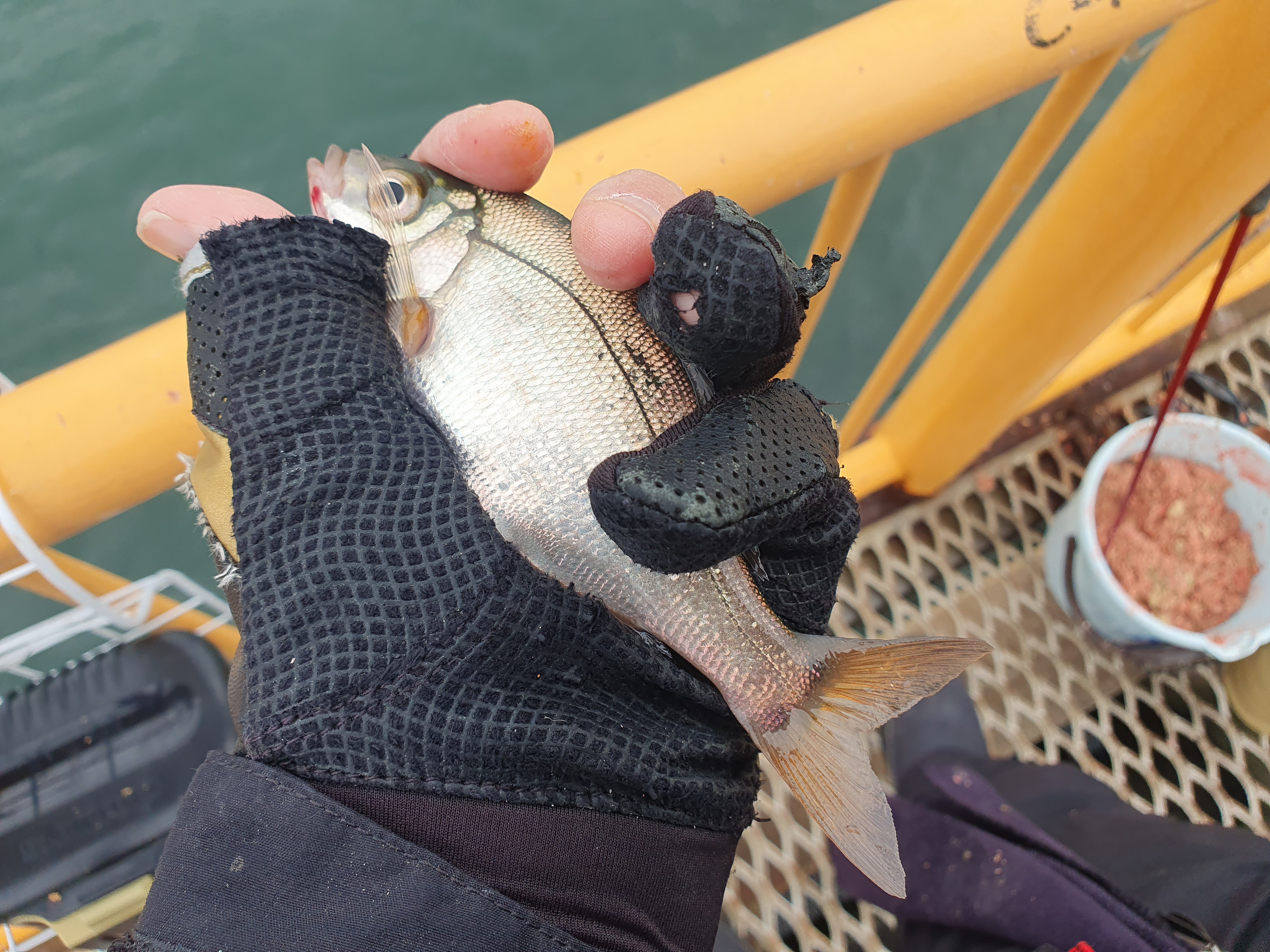 磯子海づり施設 釣り メジナ ウキフカセ釣り