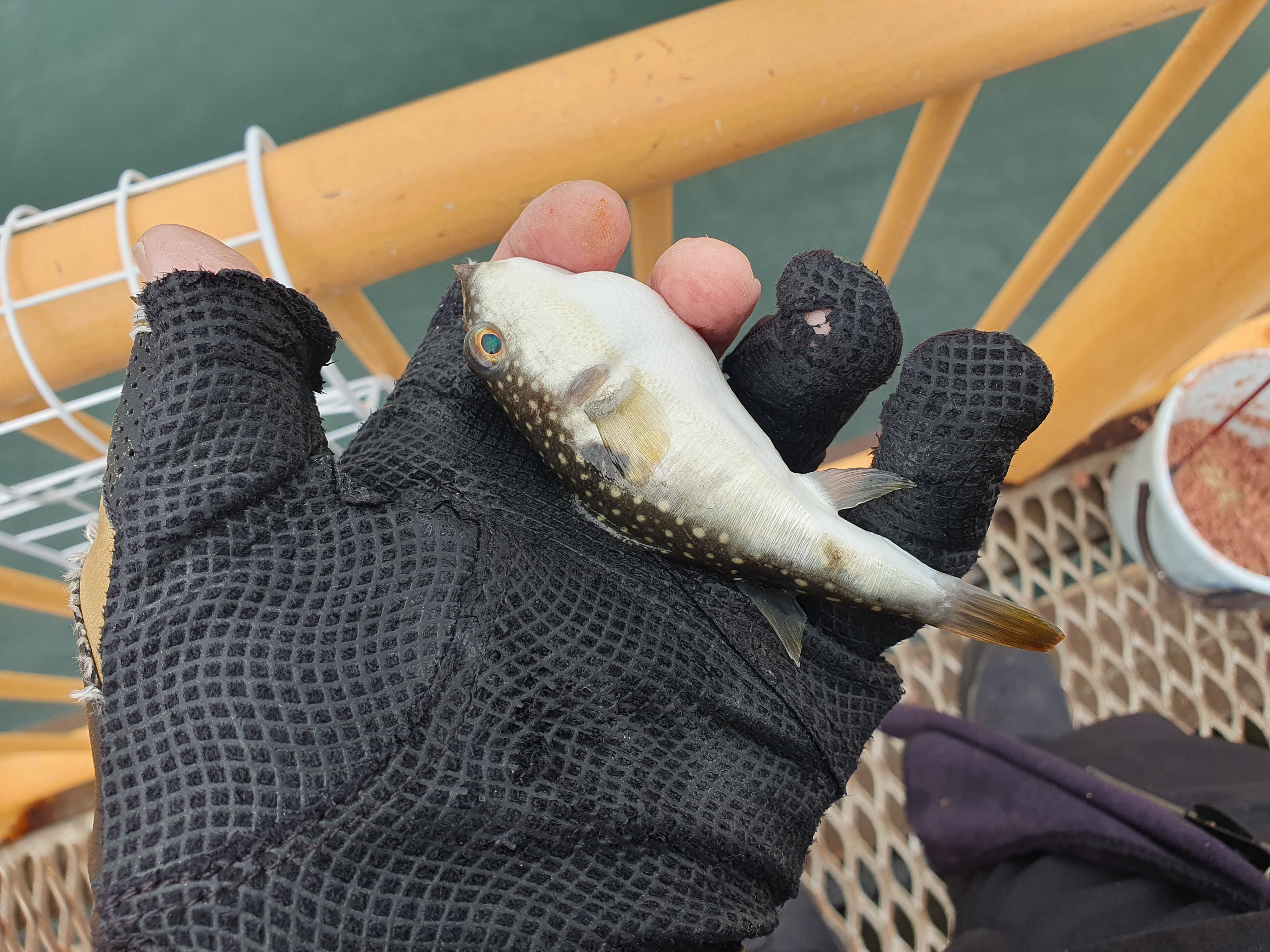 磯子海づり施設 釣り メジナ ウキフカセ釣り