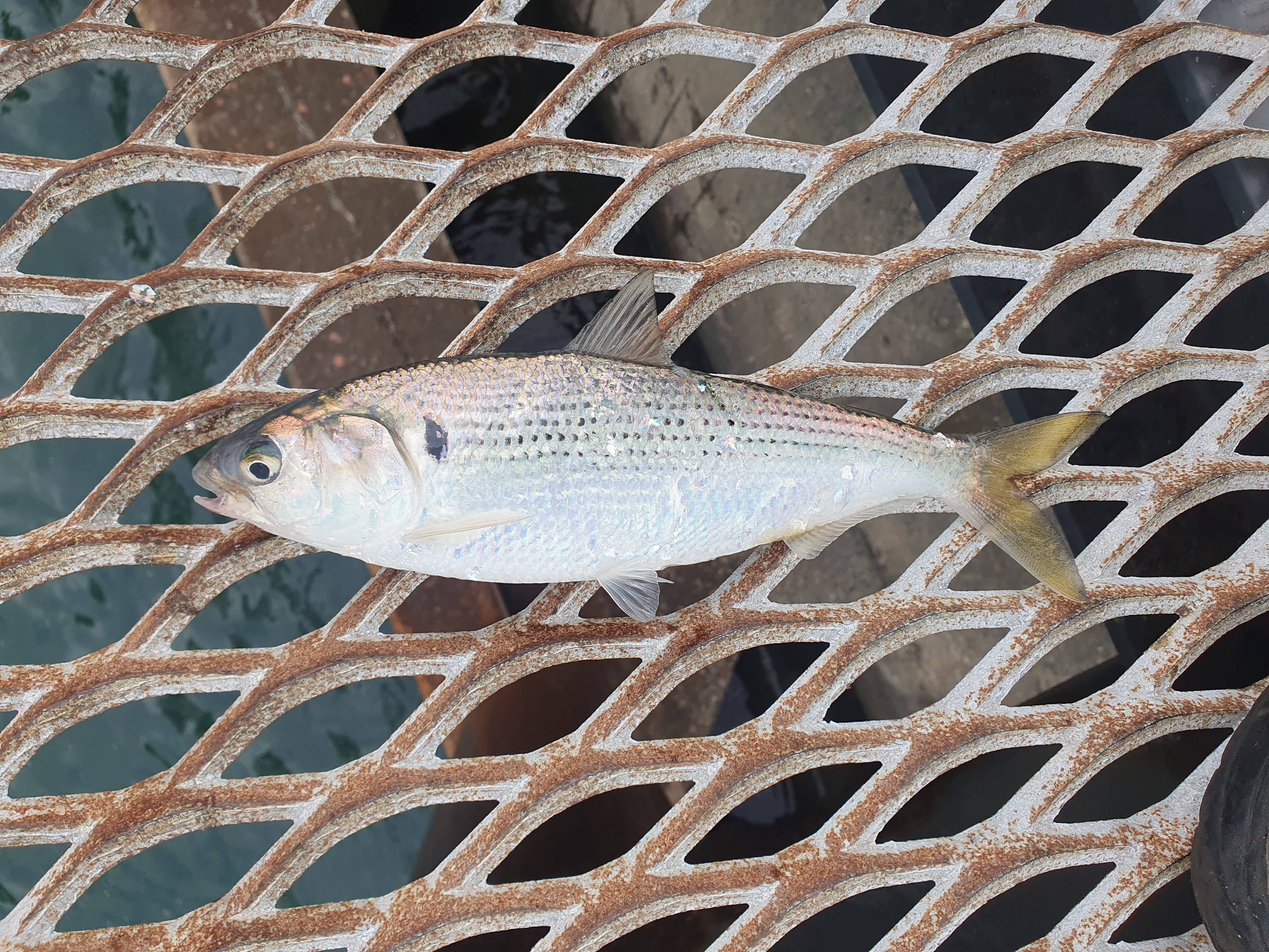磯子海づり施設 釣り メジナ ウキフカセ釣り