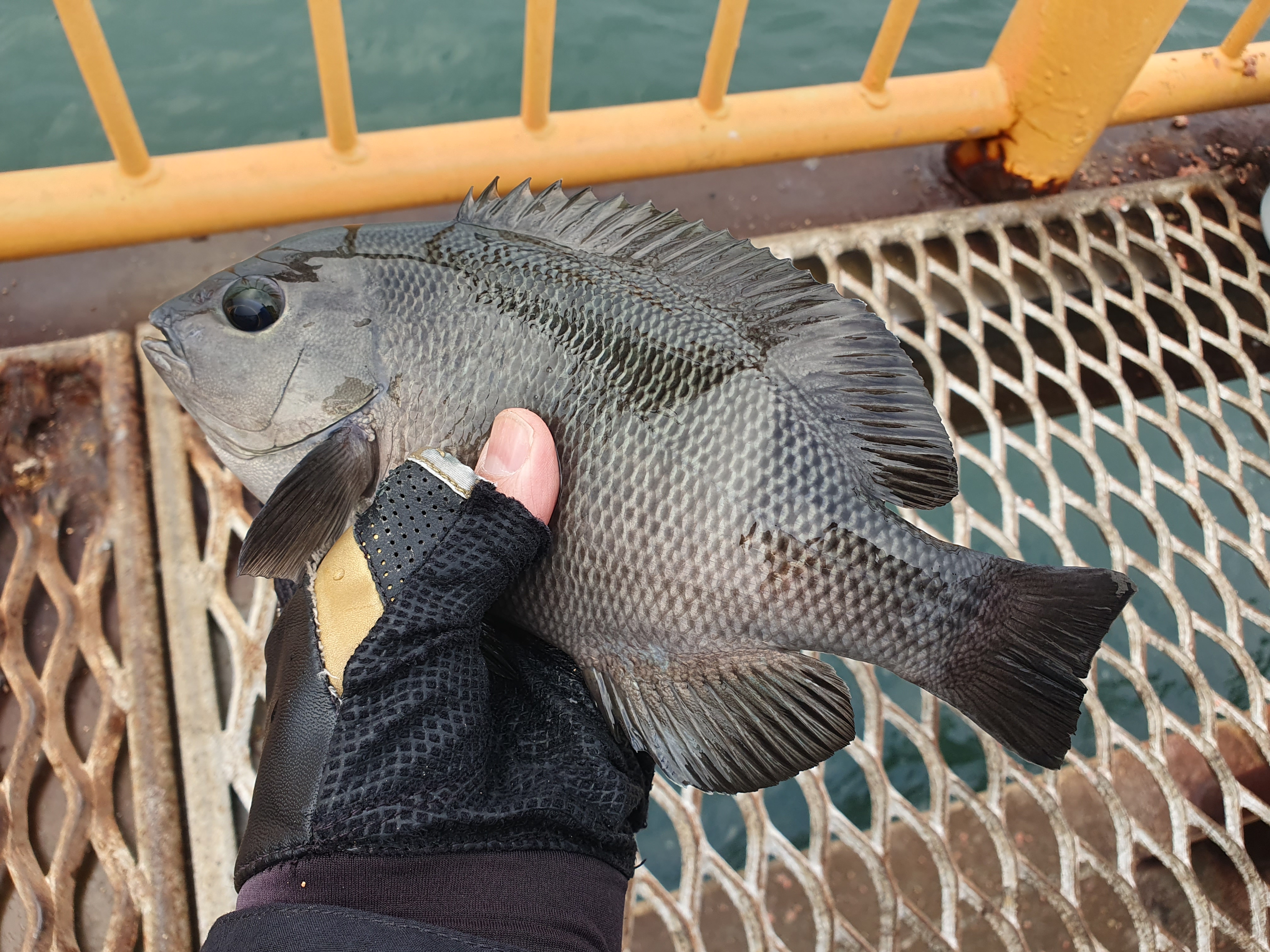 磯子海づり施設 釣り メジナ ウキフカセ釣り