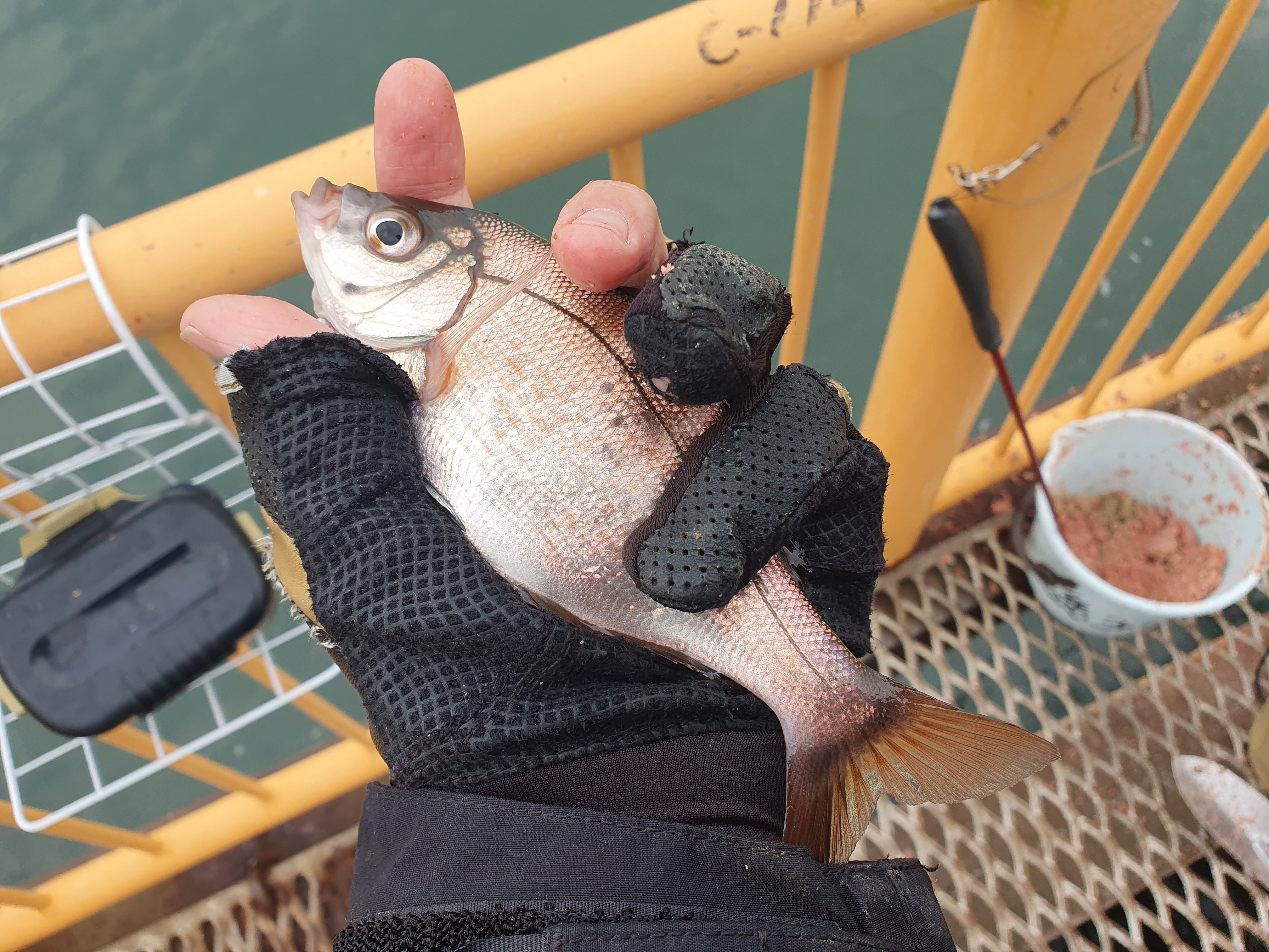 磯子海づり施設 釣り メジナ ウキフカセ釣り